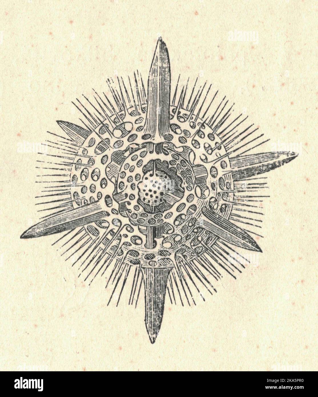 Antike gravierte Illustration einer Radiolaria Actinomma. Vintage