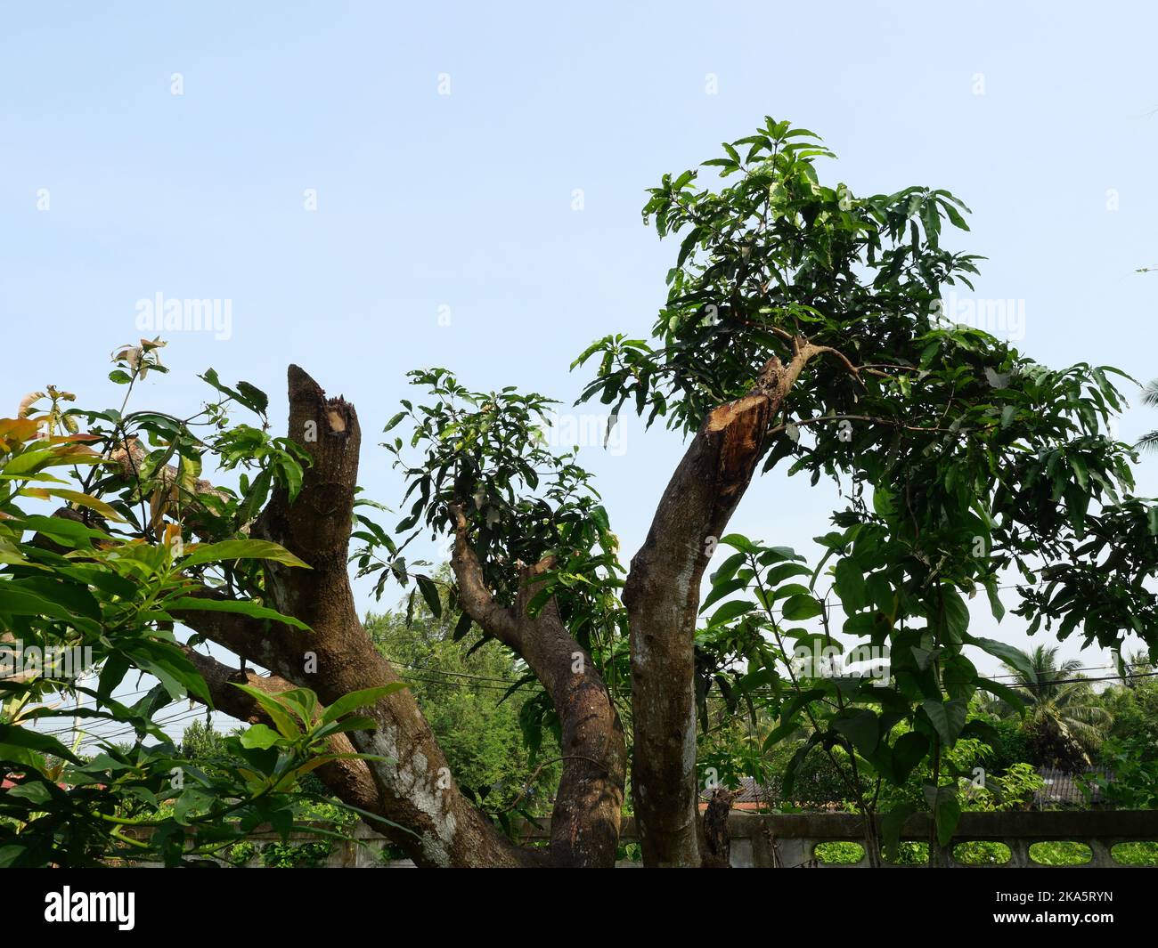 Der Mangobaum mit Spuren wurde von den Ästen und Blättern des Stammes mit blauem Himmel im Hintergrund abgeschnitten, wobei Teile eines Baumes abgeschnitten wurden Stockfoto