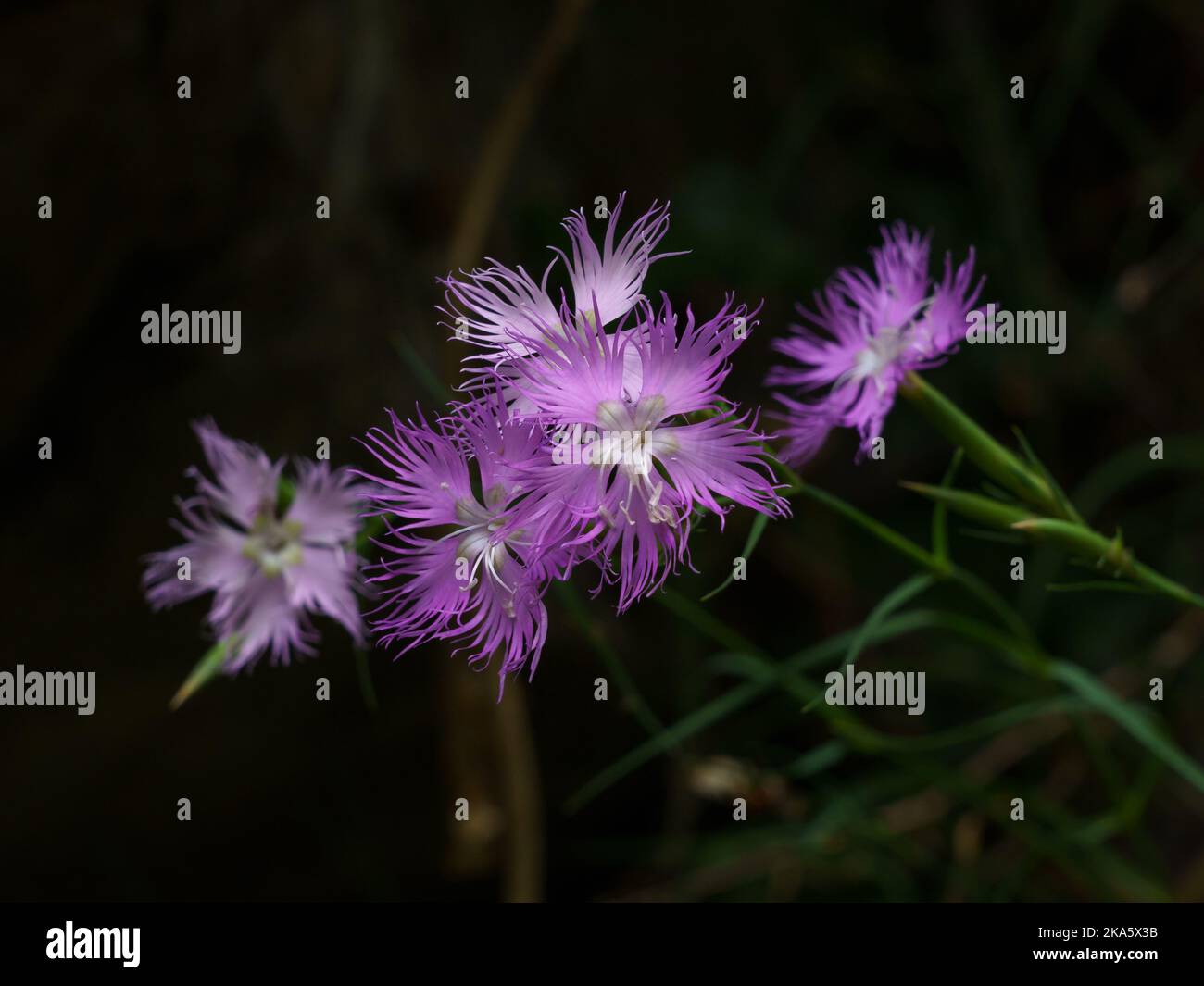 Nahaufnahme von bunten, leuchtend violetten rosa und weißen Dianthus monspessulanus oder hyssopifolius aka umrandeten rosa Blüten auf dunklem, natürlichem Hintergrund Stockfoto