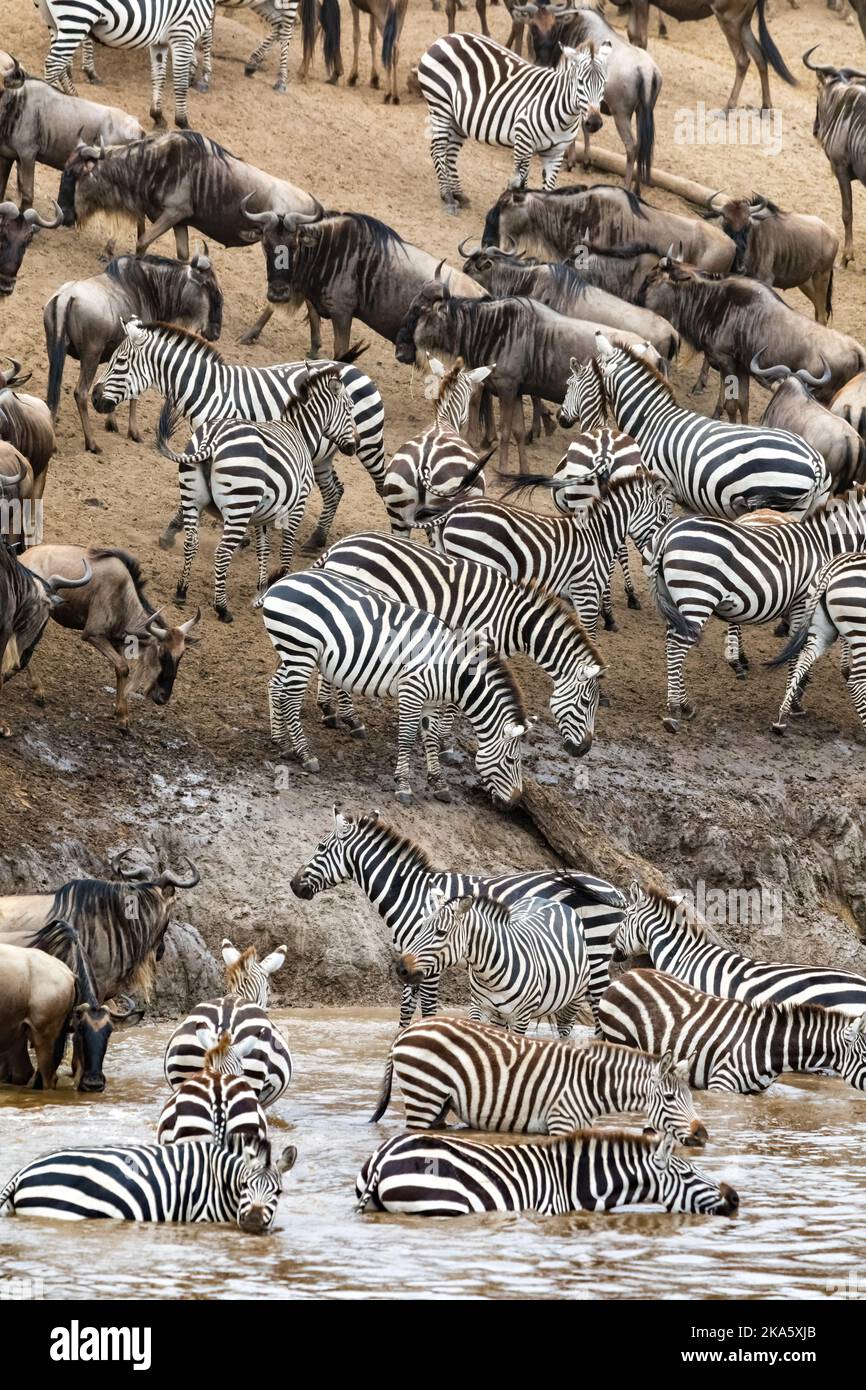 Weißbärtige Gnus und Zebras versammeln sich während der jährlichen großen Wanderung am Ufer des Mara-Flusses. Masai Mara, Kenia. Stockfoto