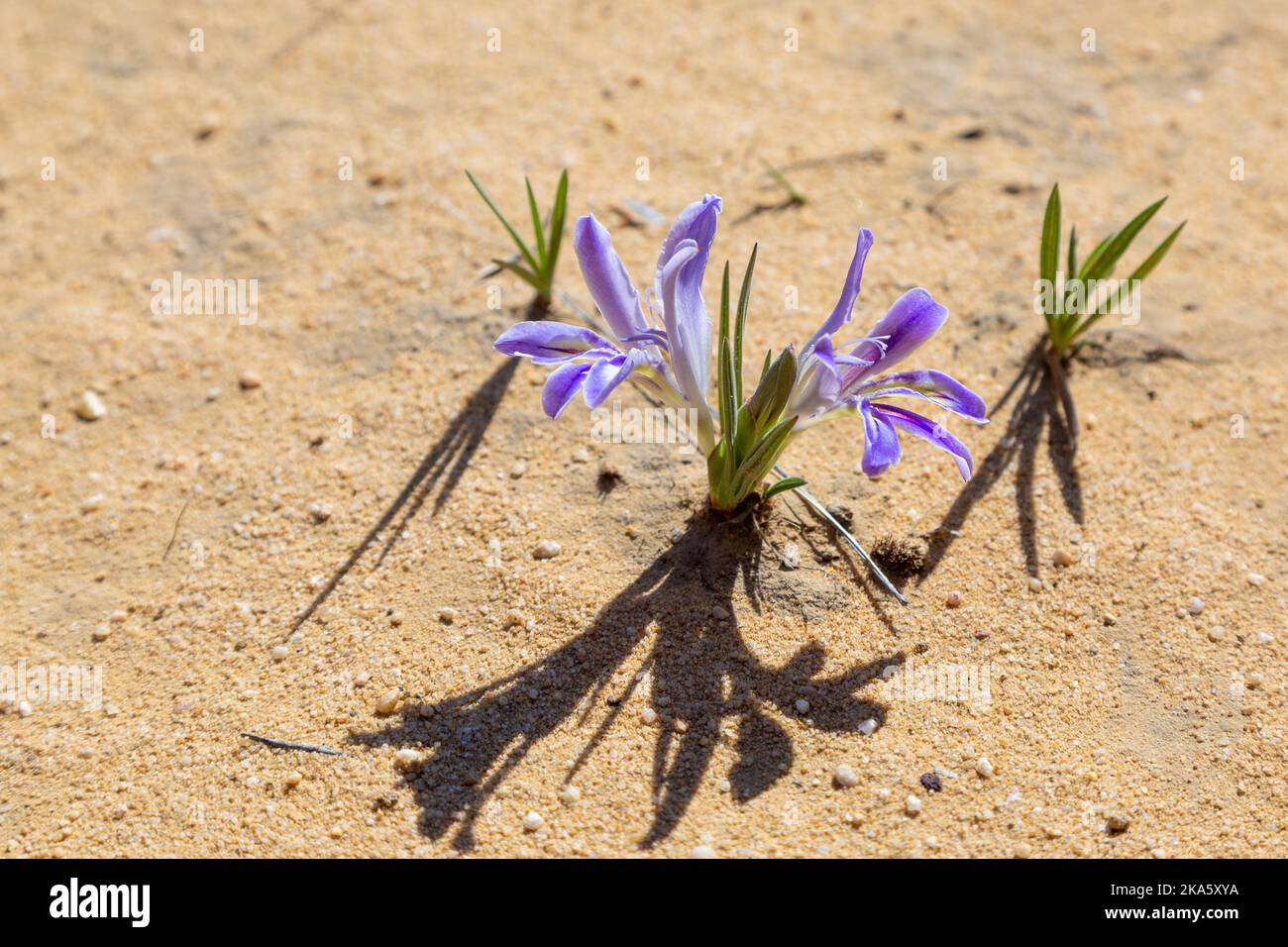 Blühende Babiana-Arten in ihrem natürlichen Lebensraum im Cederberg bei Clanwilliam am Westkap von Südafrika Stockfoto