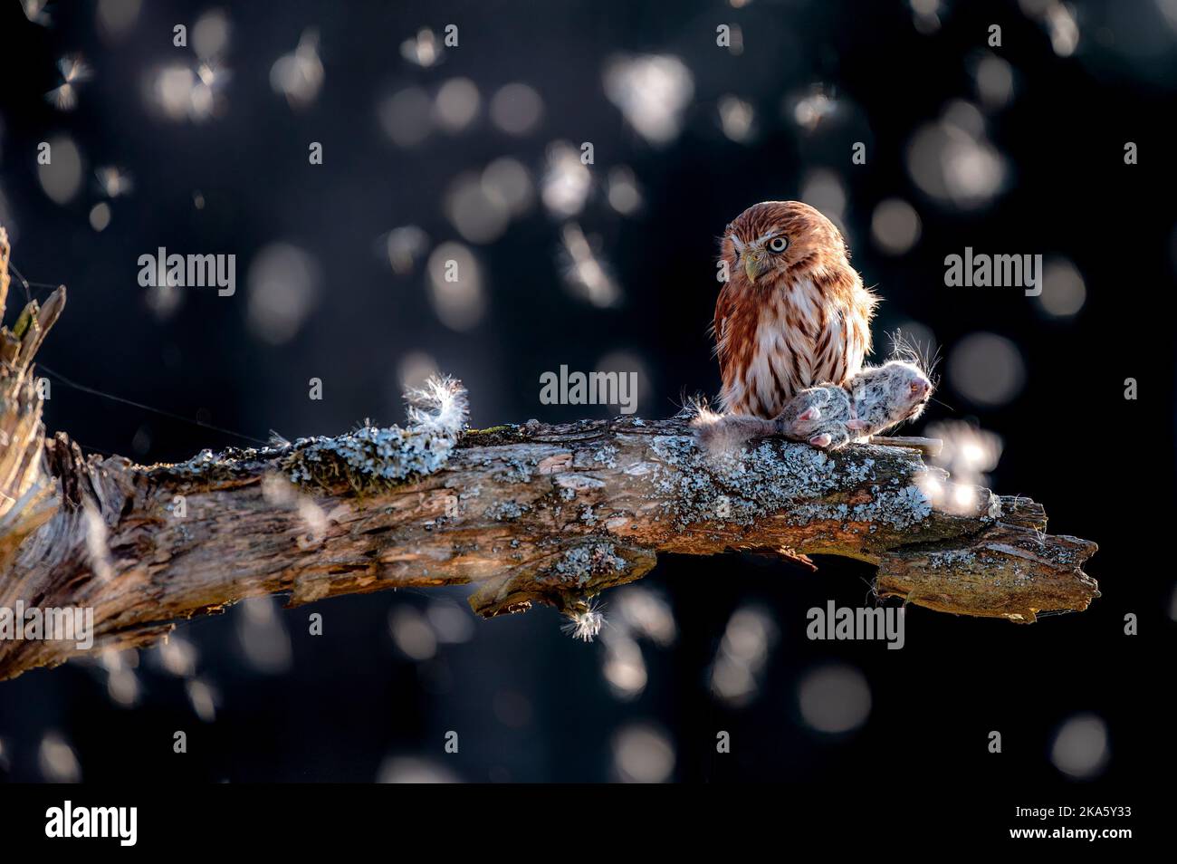 Eurasische Zwergeule - Glaucidium passerinum - auf einem Ast sitzend Stockfoto
