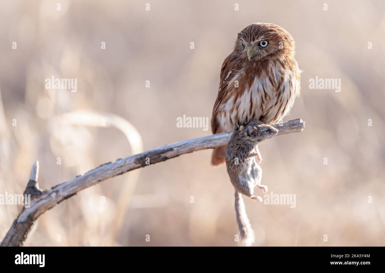Eurasische Zwergeule - Glaucidium passerinum - auf einem Ast sitzend Stockfoto