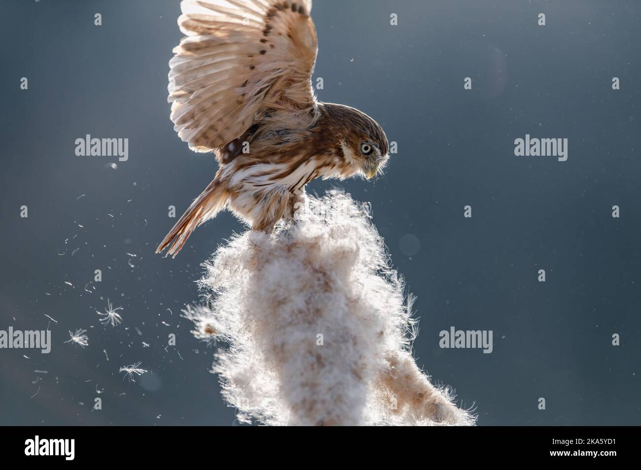 Eurasische Zwergeule - Glaucidium passerinum - sitzend und mit Blume spielend Stockfoto