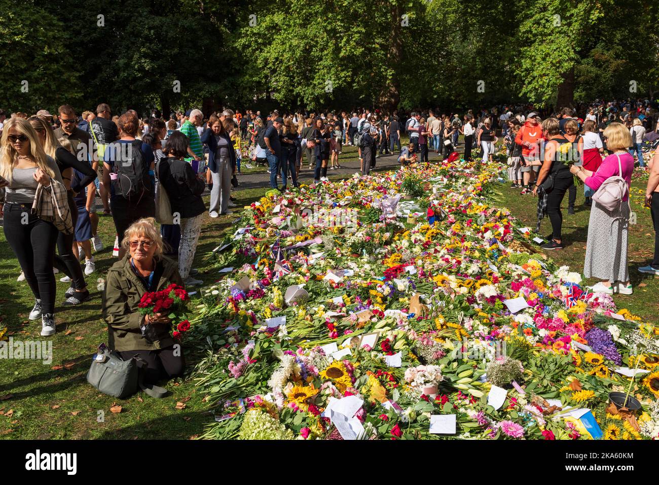 Eine Frau, die Blumen auf die Blumen-Tribute im Green Park legt, die von Trauernden anlässlich des Todes von Königin Elizabeth II. Hinterlassen wurde. Green Park, London, Großbritannien. 11. September 20 Stockfoto