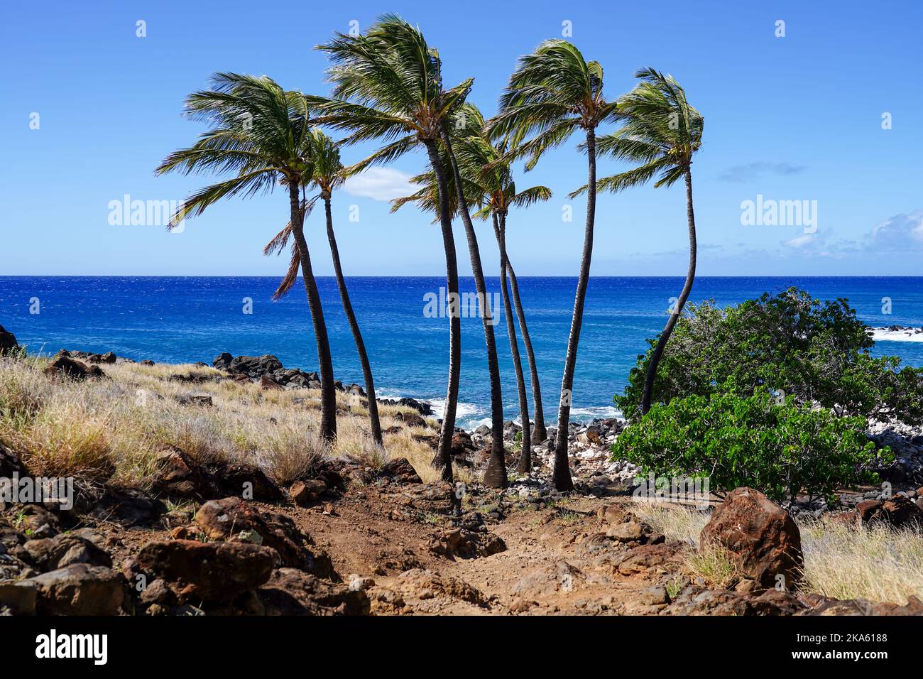 Palmen, die sich auf Big Island Hawaii dem Wind beugen Stockfoto