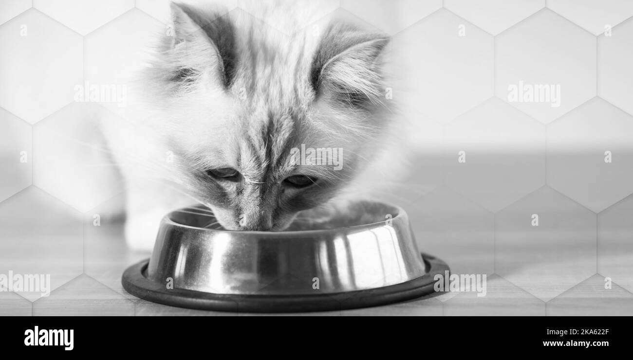 Schöne heilige Katze aus burma, die trockenes Katzenfutter auf dem Boden frisst, geometrisches Muster Stockfoto