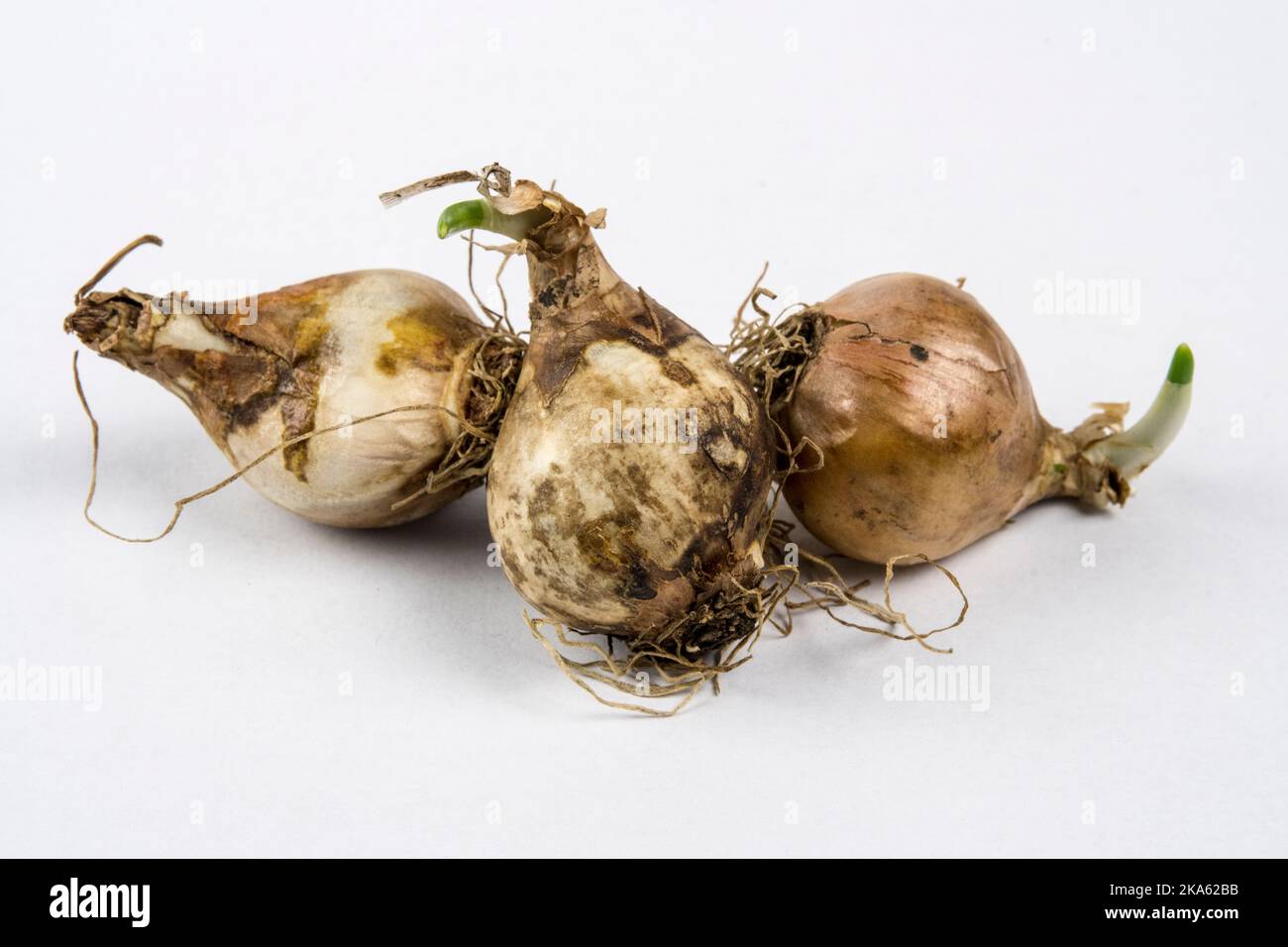 Birnen aus Narcissus bulbocodium „Oxford Gold“ Stockfoto