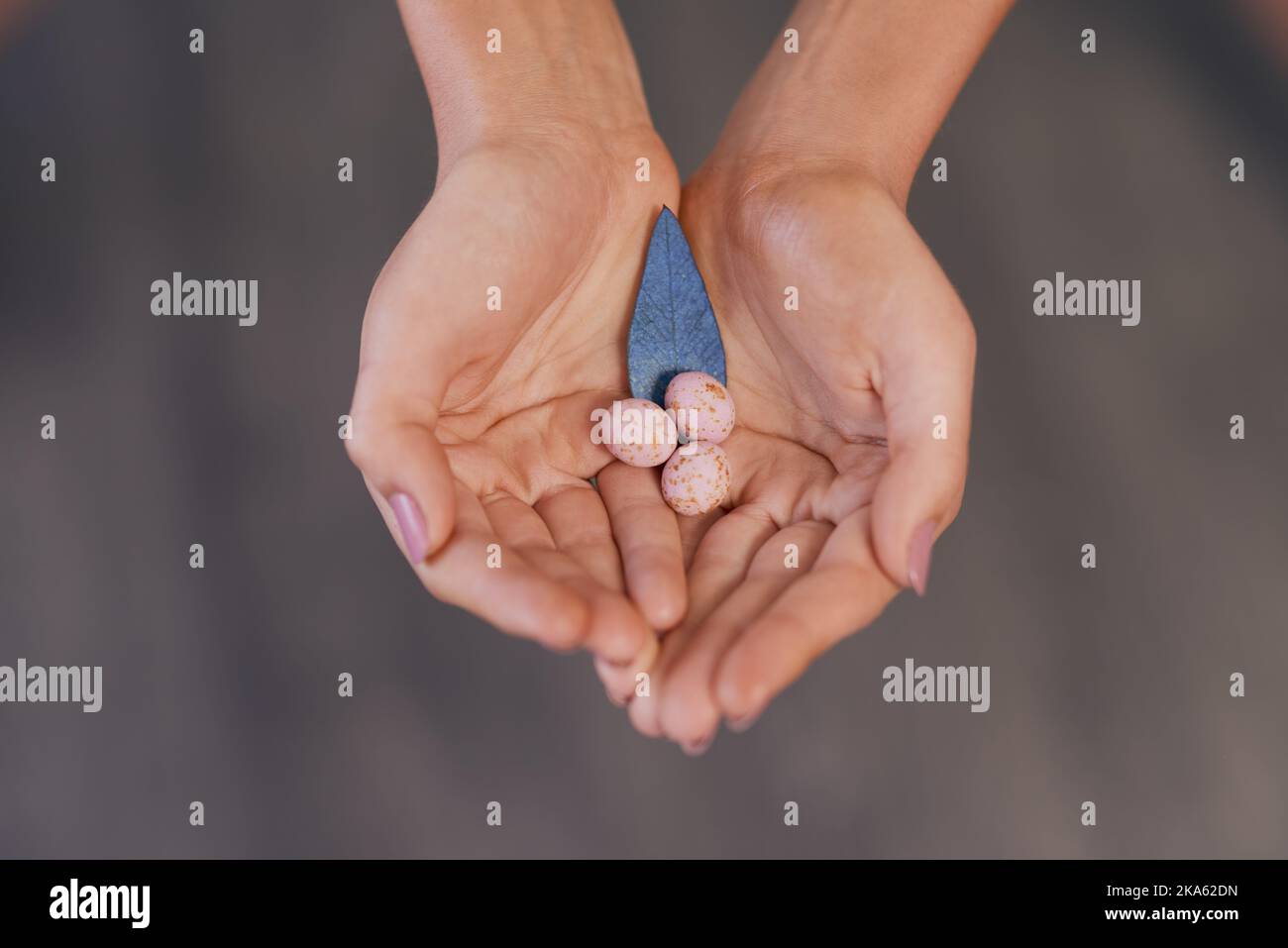 Hält Leben in der Handfläche. Eine unkenntliche Frau hält gesprenkelte Eier und ein blaues Blatt vor grauem Hintergrund. Stockfoto