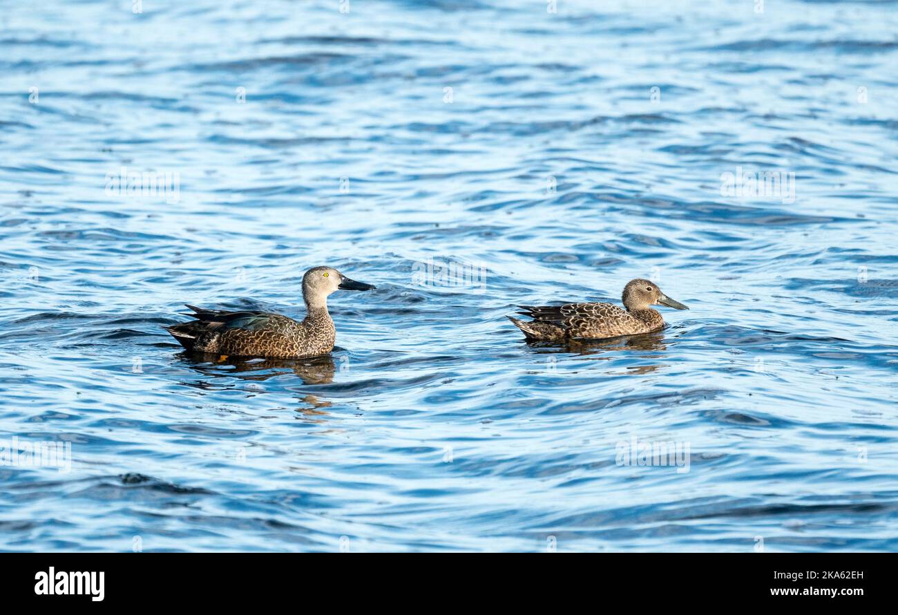 Cape Shoveler (Spatula smithii)-Enten, zwei Weibchen und Männer, die im Westkap in Südafrika auf dem Wasser schwimmen Stockfoto