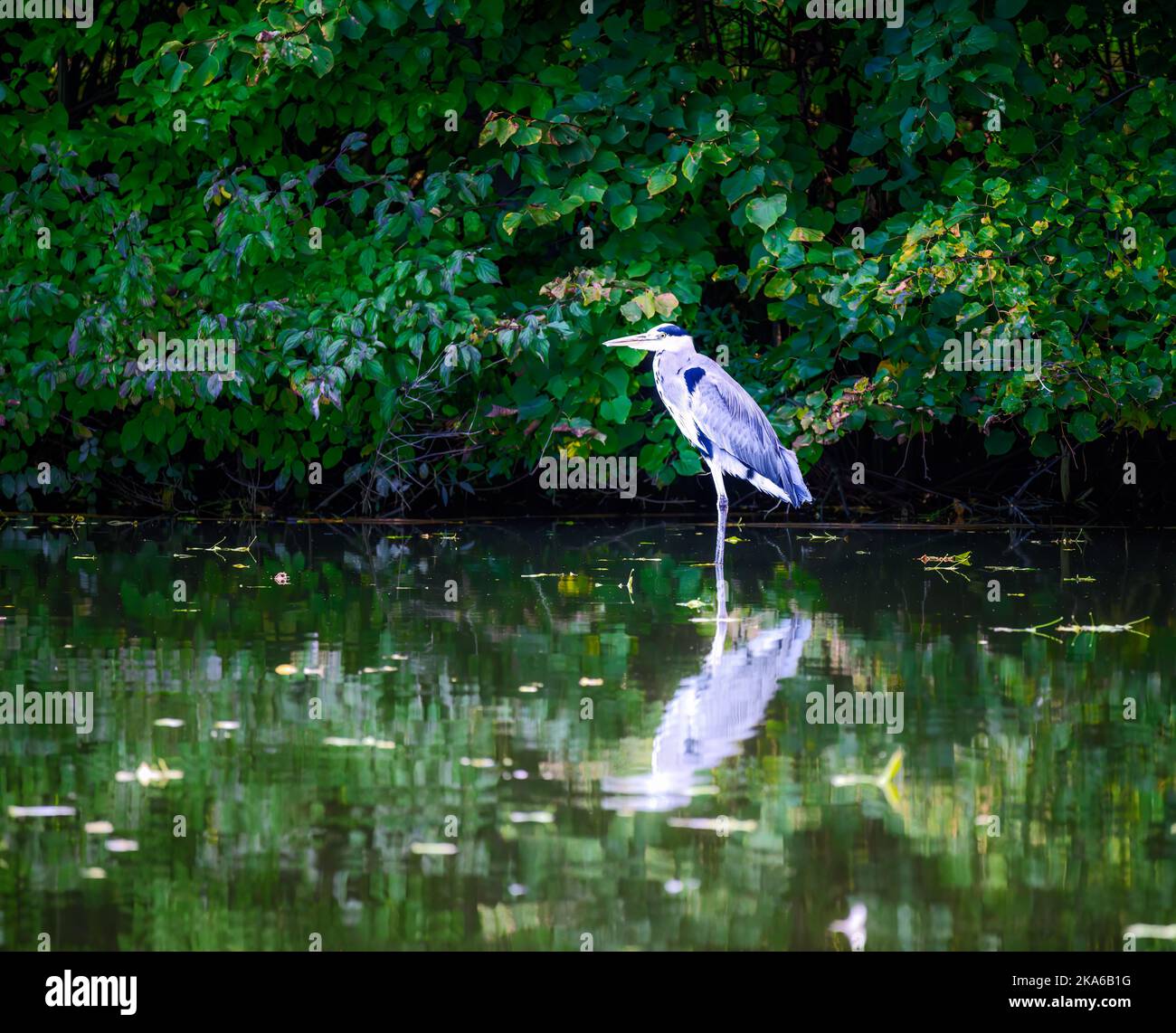 Nahaufnahme eines Graureihers Vogel stehenden am Wasser Stockfoto