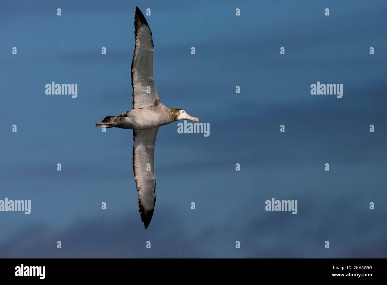 Tristan Albatross unreifen Fliegen; Tristan Albatros onvolwassen Vliegend Stockfoto