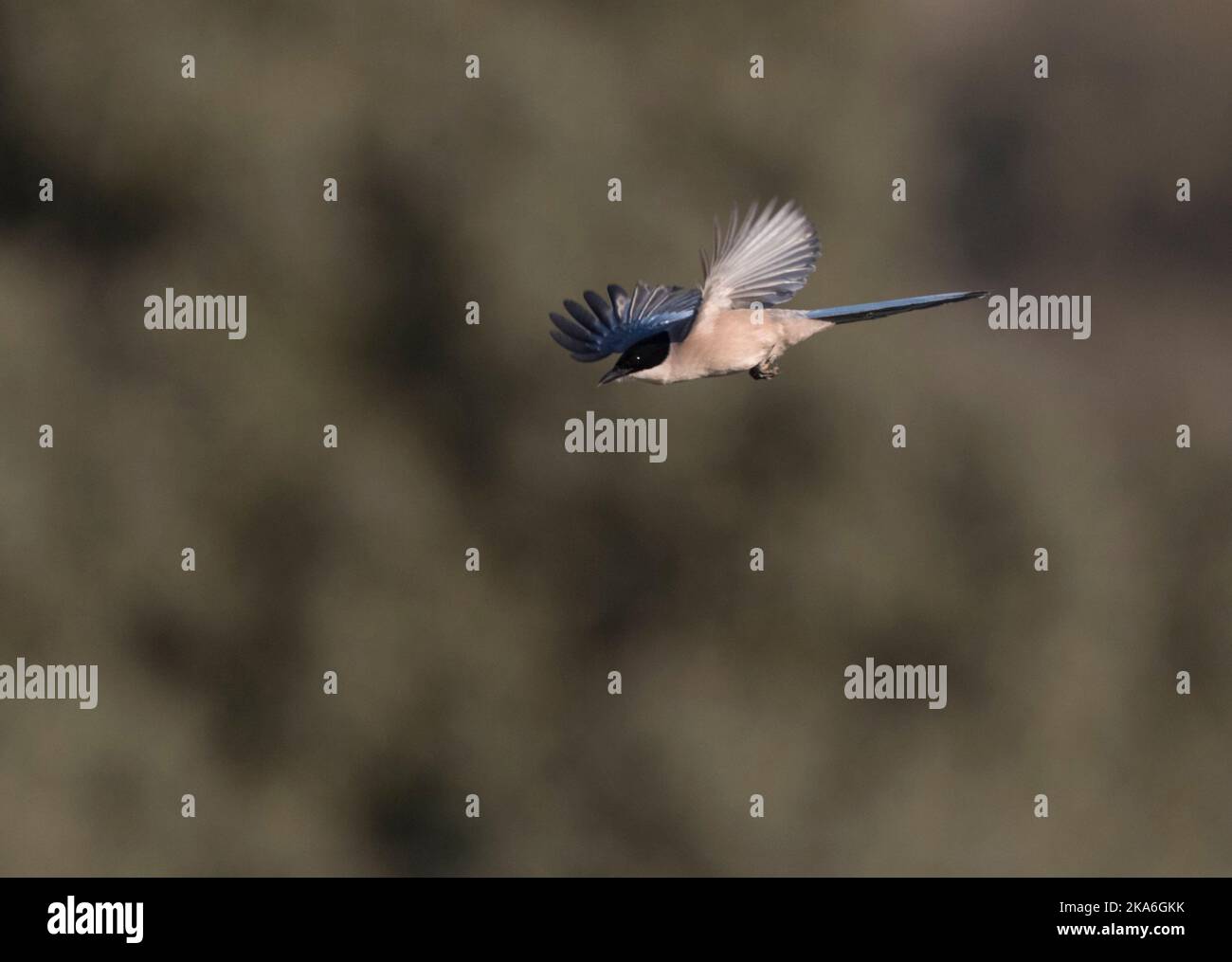 Iberischen Magpie (Cyanopica cooki), eine Spezies von der Iberischen Halbinsel und das leben in Familiengruppen. Stockfoto