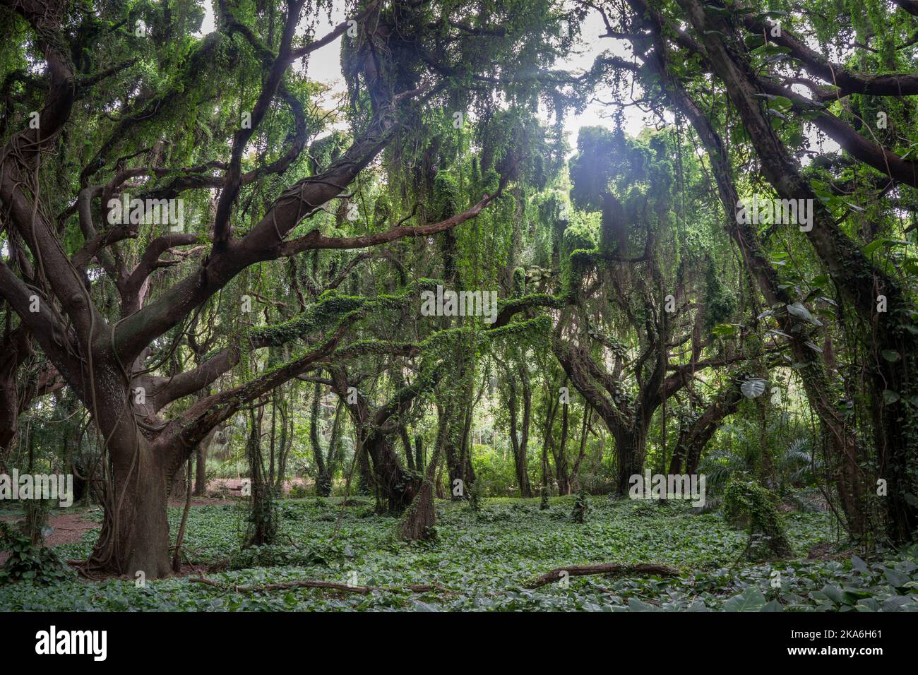 Geheime Regenwaldwanderung auf Maui Hawaii Stockfoto