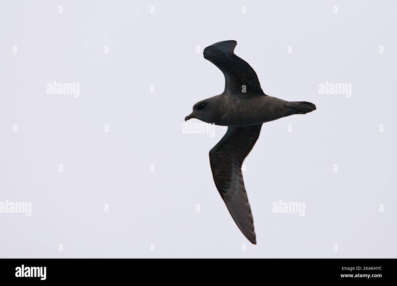 Kerguelenstormvogel vliegend; Kerguelen Petrel fliegen; Stockfoto