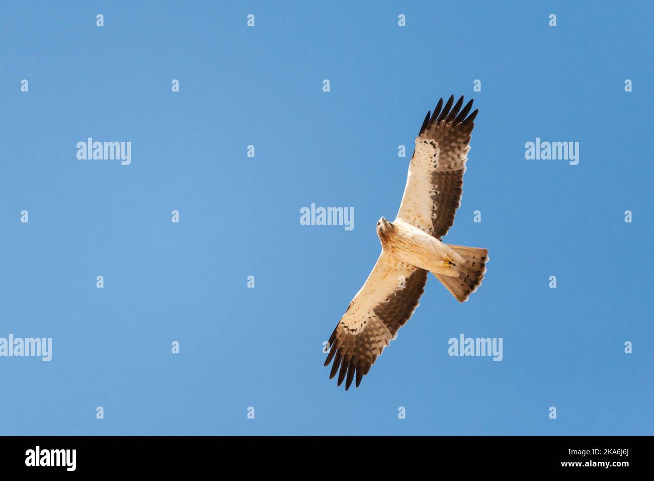 Licht morph Zwergadler (Hieraaetus pennatus) auf Migration über Eilat Berge, Eilat, Israel Stockfoto