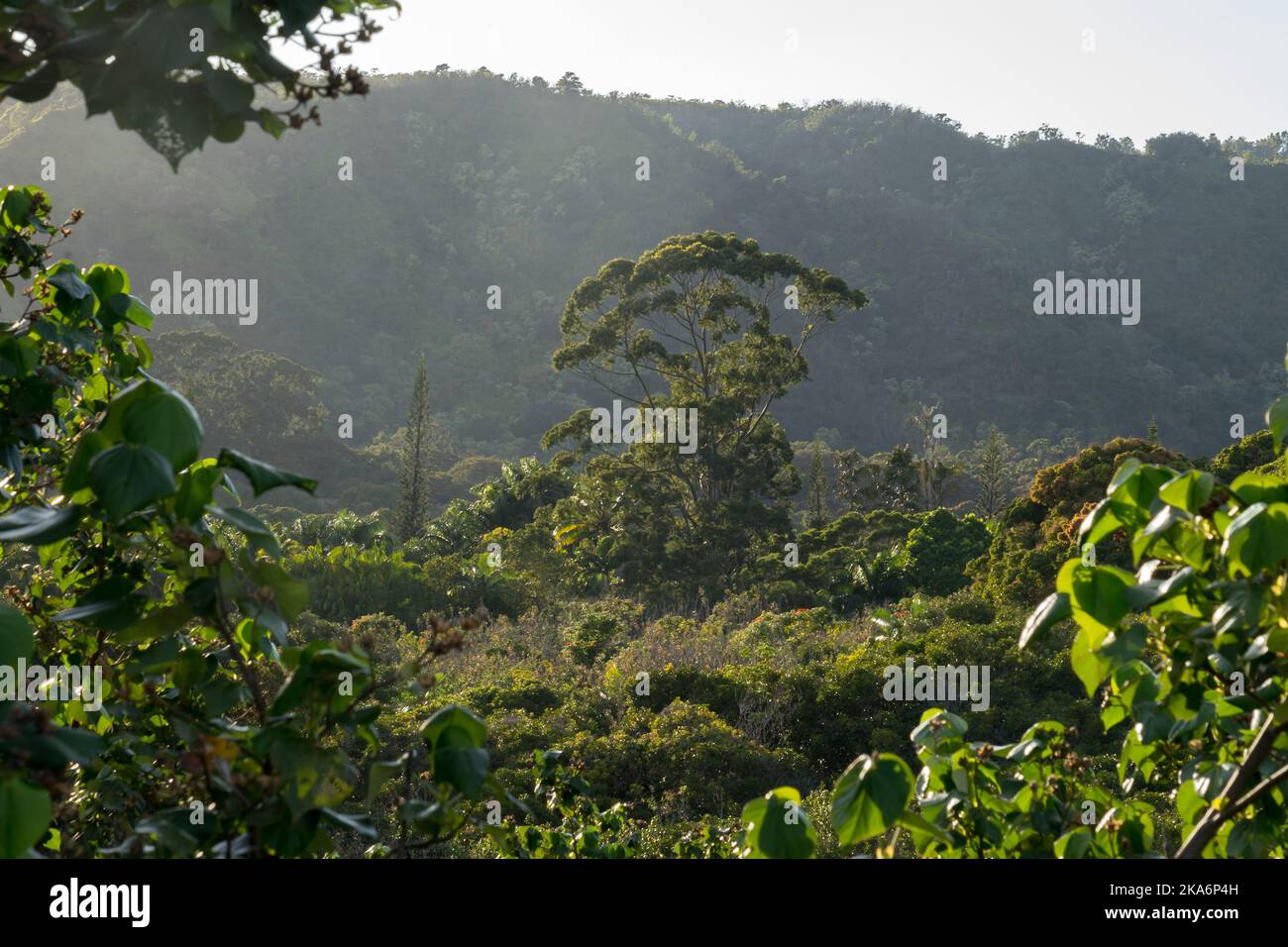 Verstecktes Regenwaldtal auf der Straße nach Hana Maui Hawaii Stockfoto