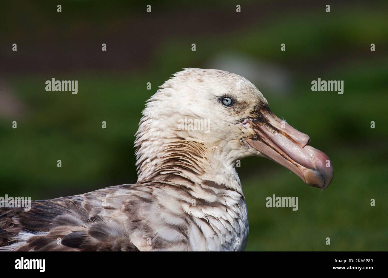 Noordelijke Reuzenstormvogel portret; Hall's Giant Petrel close-up Stockfoto