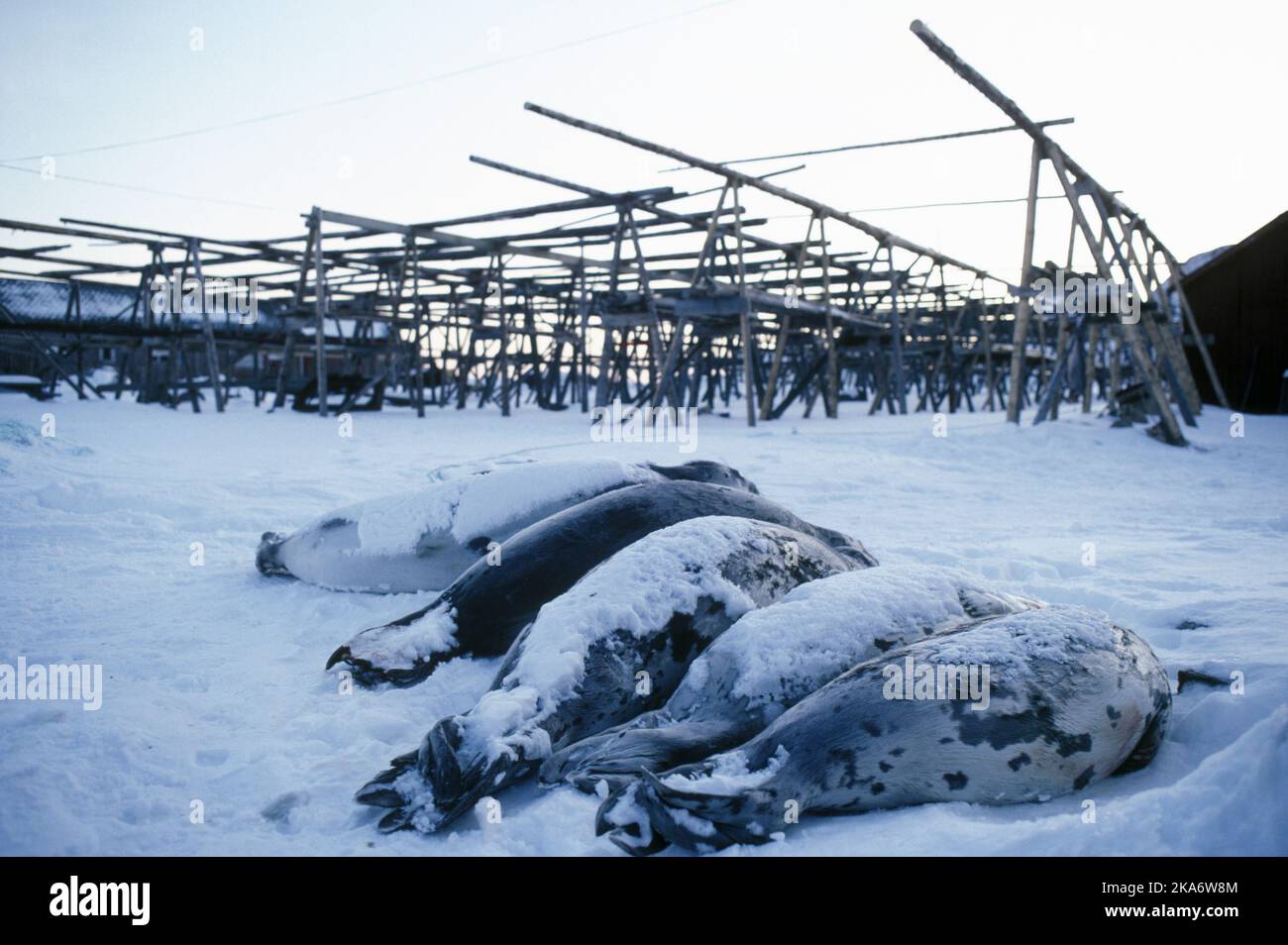 Tote Robben im Schnee in der Fischverarbeitungsanlage in Værøy in Lofoten. Stockfoto
