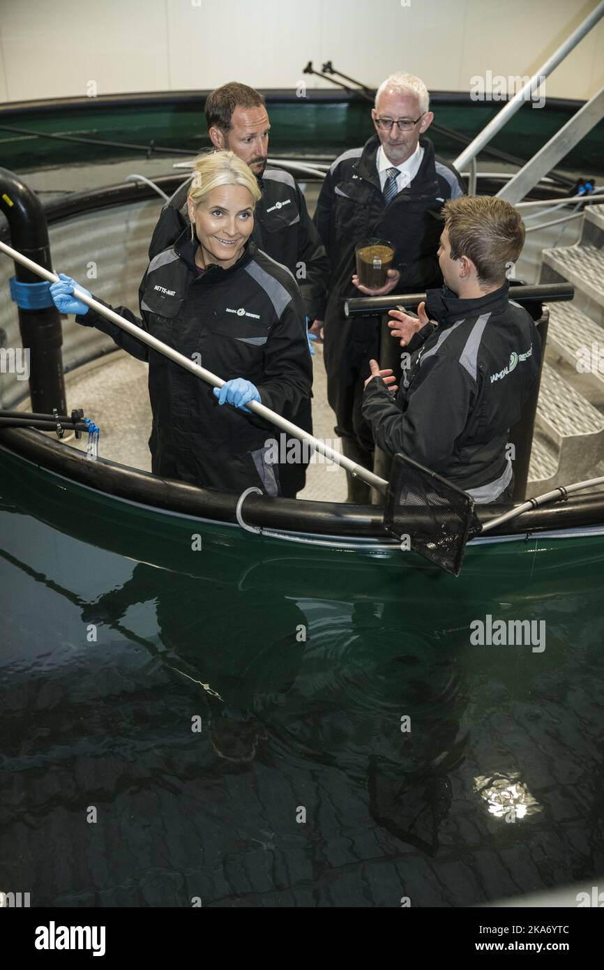 FLATANGER, Norwegen 20170921. POOL. Storlavika Aquakulturindustrie. Kronprinz Haakon und Kronprinzessin Mette-Marit zusammen mit Ole Martin Loefsnaes und Bürgermeister Olav Joergen Bjoerkaas (rechts) während des Besuchs des Kronprinzenpaares am Namdal Rensefisk, wo sie die Möglichkeit hatten, Fische zu holen und Lumpfish zu füttern. Foto: Berit Roald / NTB scanpix Stockfoto