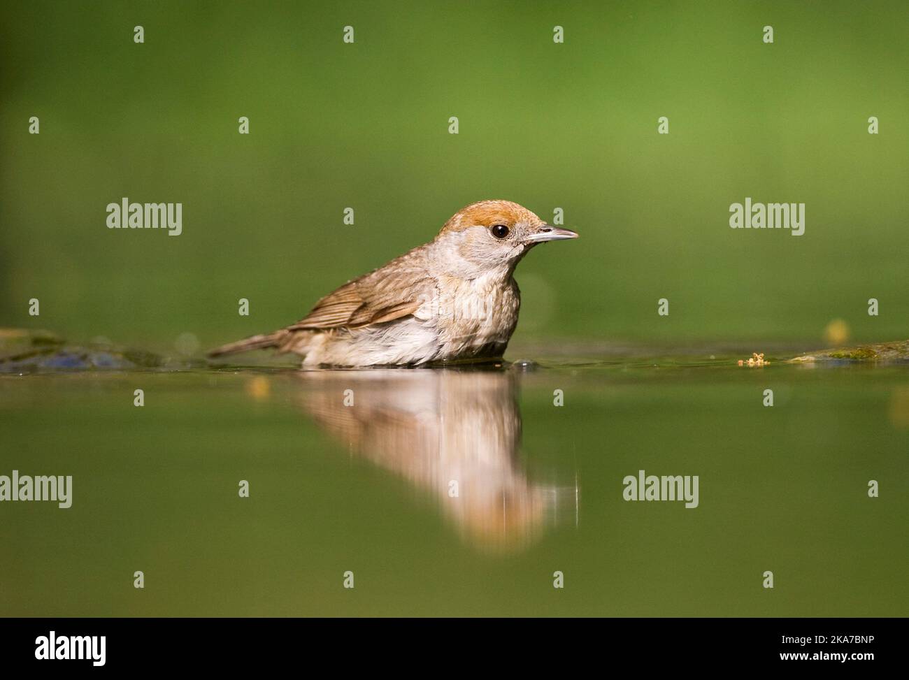 Vögele Kwikstaart, Blue-headed Bachstelze, Motacilla flava Stockfoto