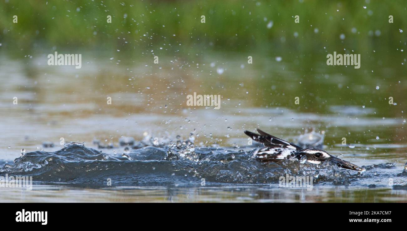 Bonte IJsvogel het water uitkomend op Zoek naar voedsel; Pied Kingfisher steigt aus dem Wasser auf der Suche nach Beute Stockfoto