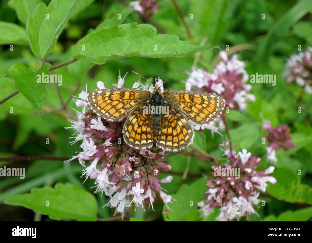 Heath Fritillary, Melitaea athalia, entlang des GR 65, Via Podiensis, in Frankreich. Stockfoto