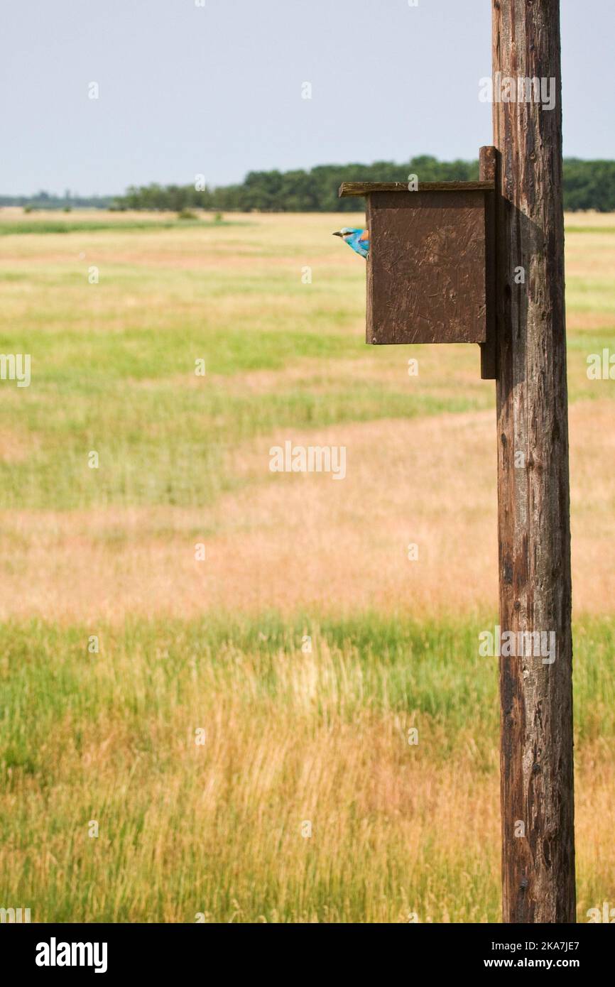 Scharrelaar bij nestkast ; europäische Rolle im Nest Box Stockfoto