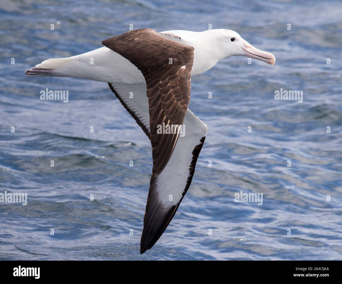 Nach Norden Royal Albatross (Diomedea sanfordi) im Flug über Neuseeland subantarktischen Gewässern. Von der Seite. Stockfoto