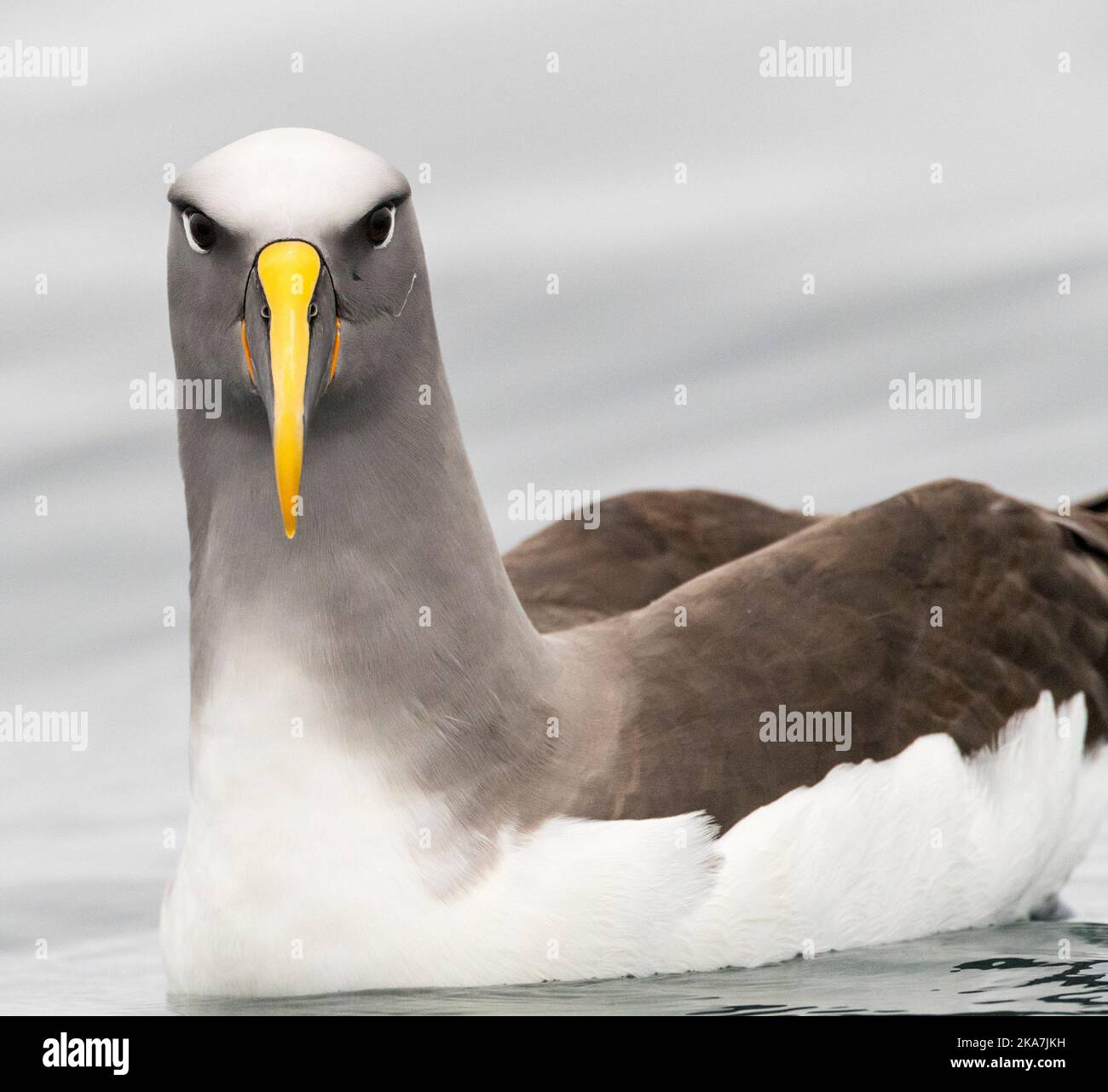 Adult Northern Buller's Albatross (Thalassarche bulleri platei) schwimmt auf glatter Meeresoberfläche im subantarktischen Neuseeland. Stockfoto