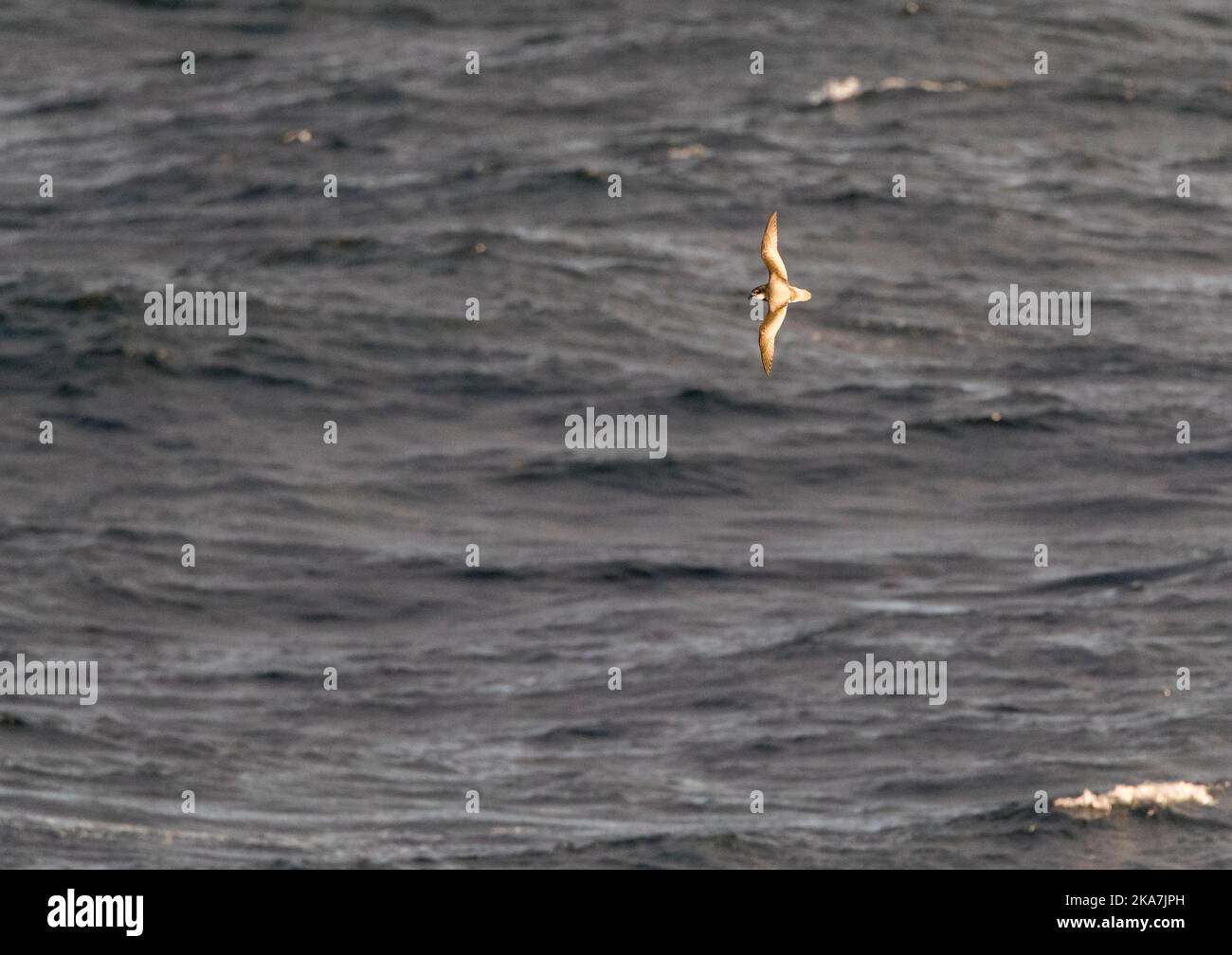 Fleckige **Pterodroma inexpectata) Fliegen über subantarktischen Gewässern von Neuseeland. Es ist ein transequatorial Migrant, Zucht in Neuseeland und s Stockfoto