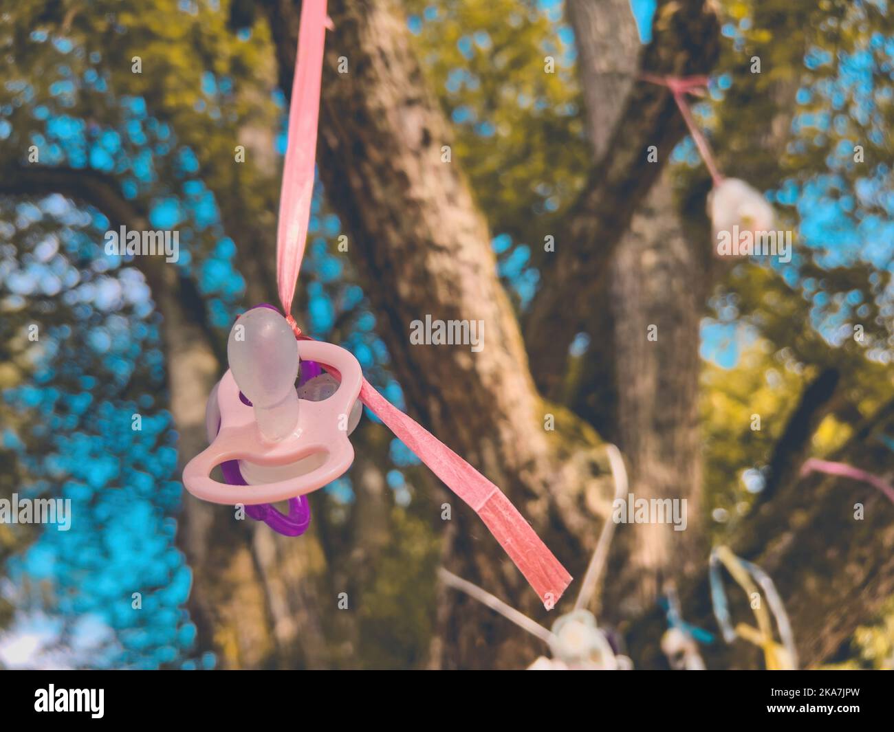 Baby Schnuller hängt am Baumzweig in Halmstad, Schweden - selektiver Fokus Stockfoto