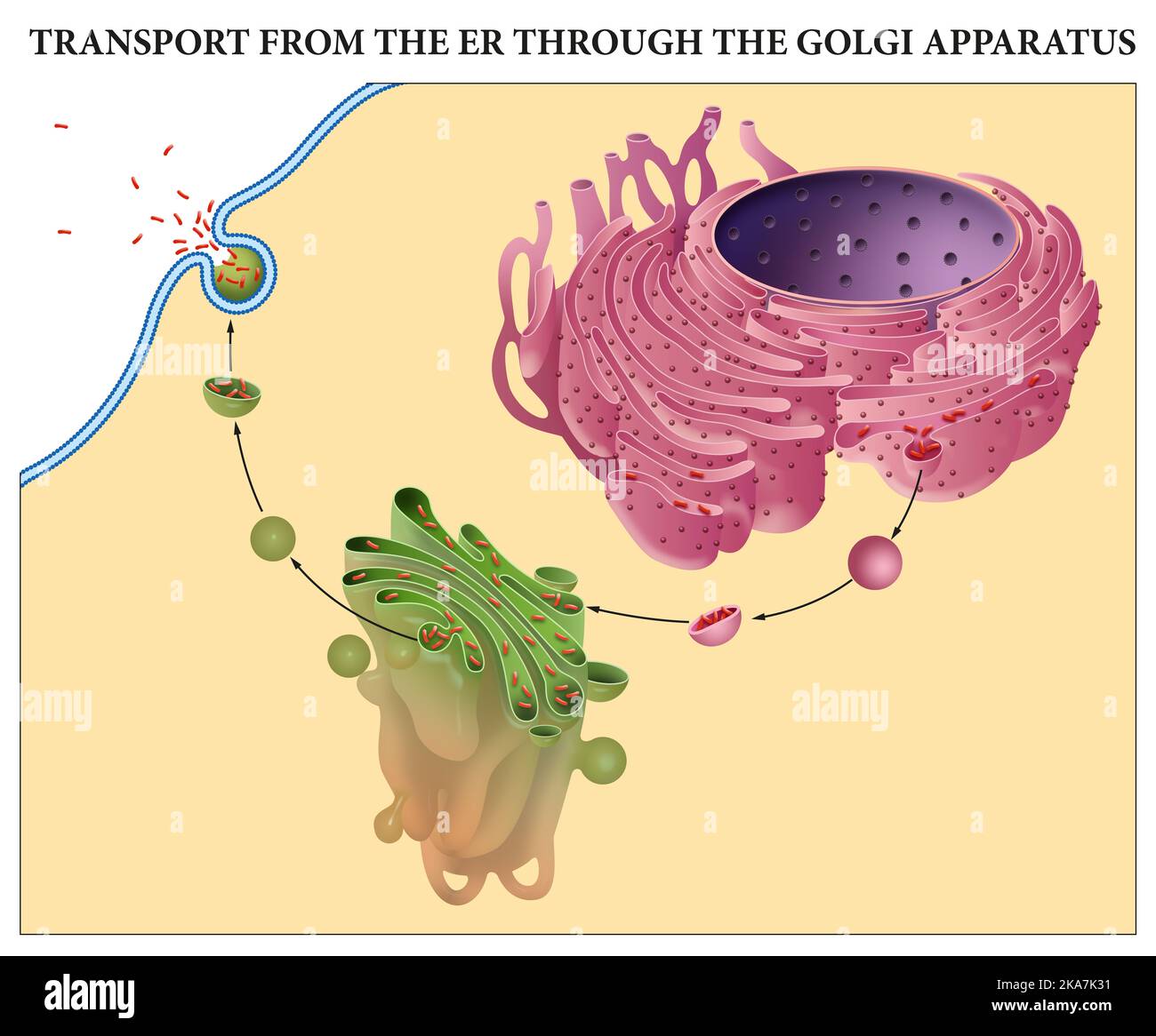 Transport vom er durch den Golgi-Apparat Stockfoto