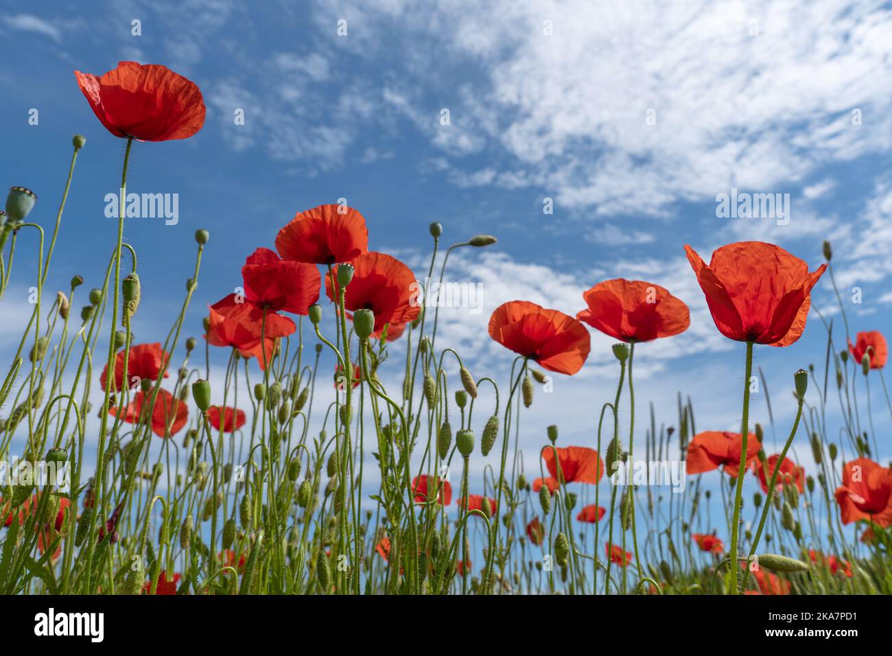 Rote Maismohnblumen mit Knospen und Kapseln vor dem blau-weißen Himmel Stockfoto
