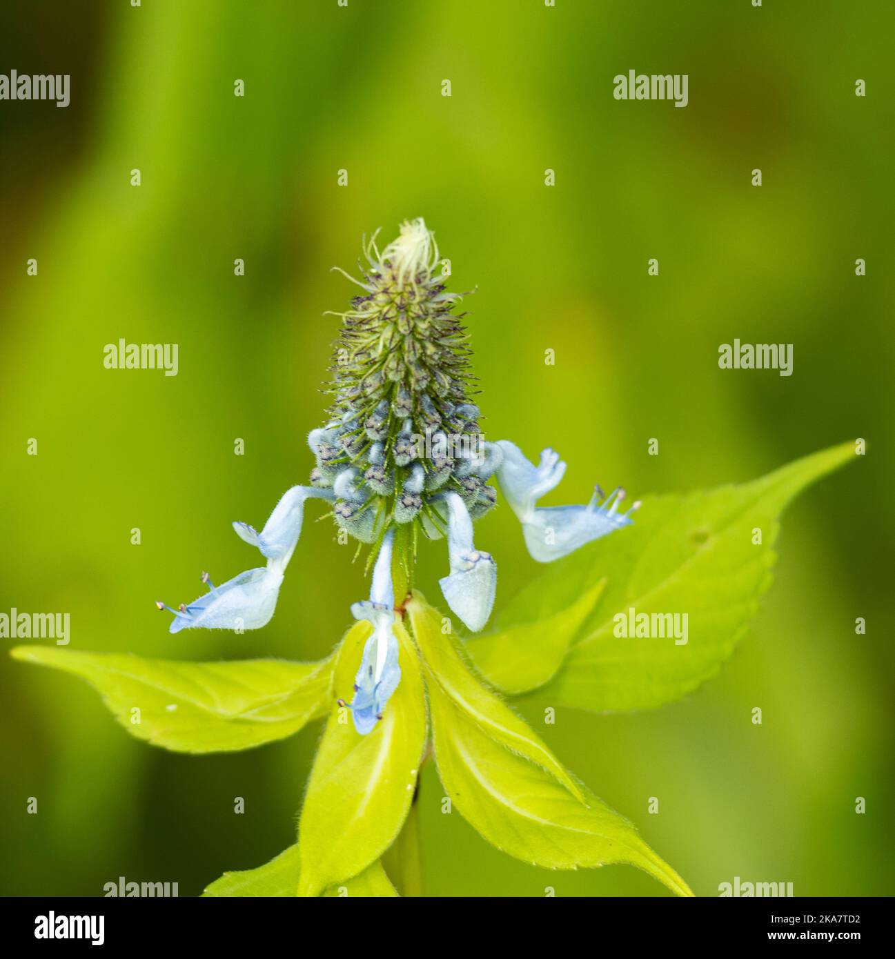 Die Igelblume wächst in schattigen Gebieten und tut sich gut in Jahren mit guten Niederschlägen. Die Blütenspitzen sind in der Regel ein zartes Hellblau und verwelkt leicht Stockfoto