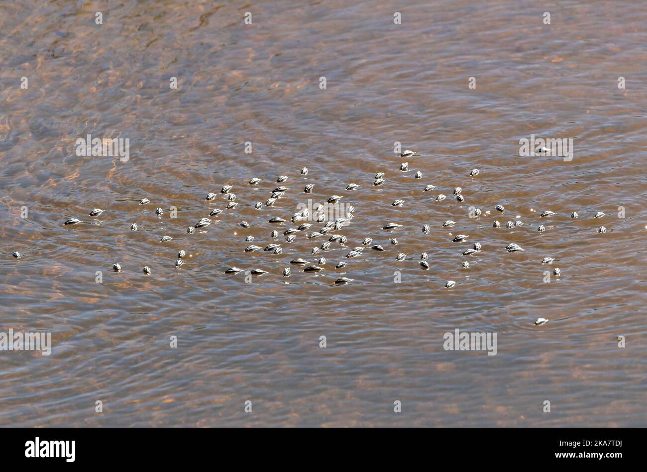 Der kleine Wirbeligkäfer ist sehr aktiv und bevorzugt fließendes Wasser. Er ist ein starker Schwimmer, der auf der Suche nach Nahrung wahnsinnig gyriert. Sie haben eine gespaltene Vision Stockfoto