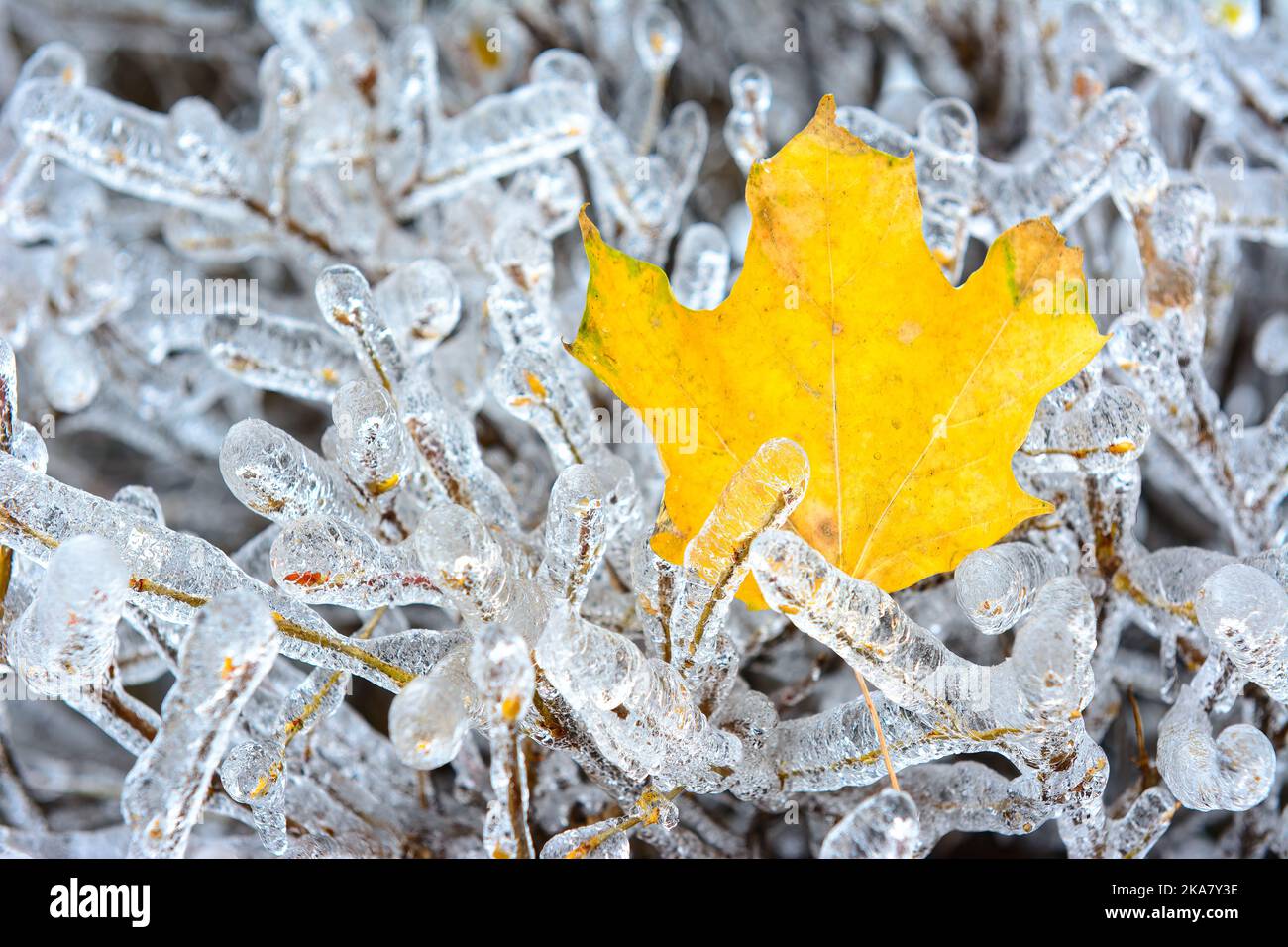 Toronto, Kanada, überfrierender Regen, der verschiedene Oberflächen im Freien bedeckt Stockfoto