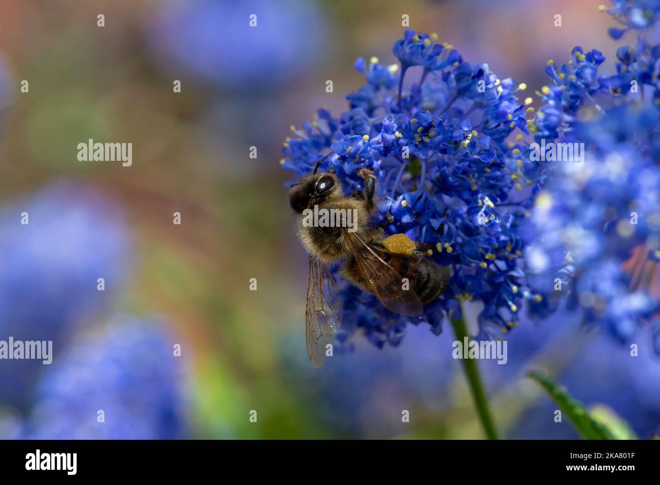Die Bienen ernähren sich von einer blauen Blume, mit vollen Pollenbeuteln am Bein und Lichtern im Auge, enger Schärfentiefe mit verschwommenem Hintergrund. Stockfoto