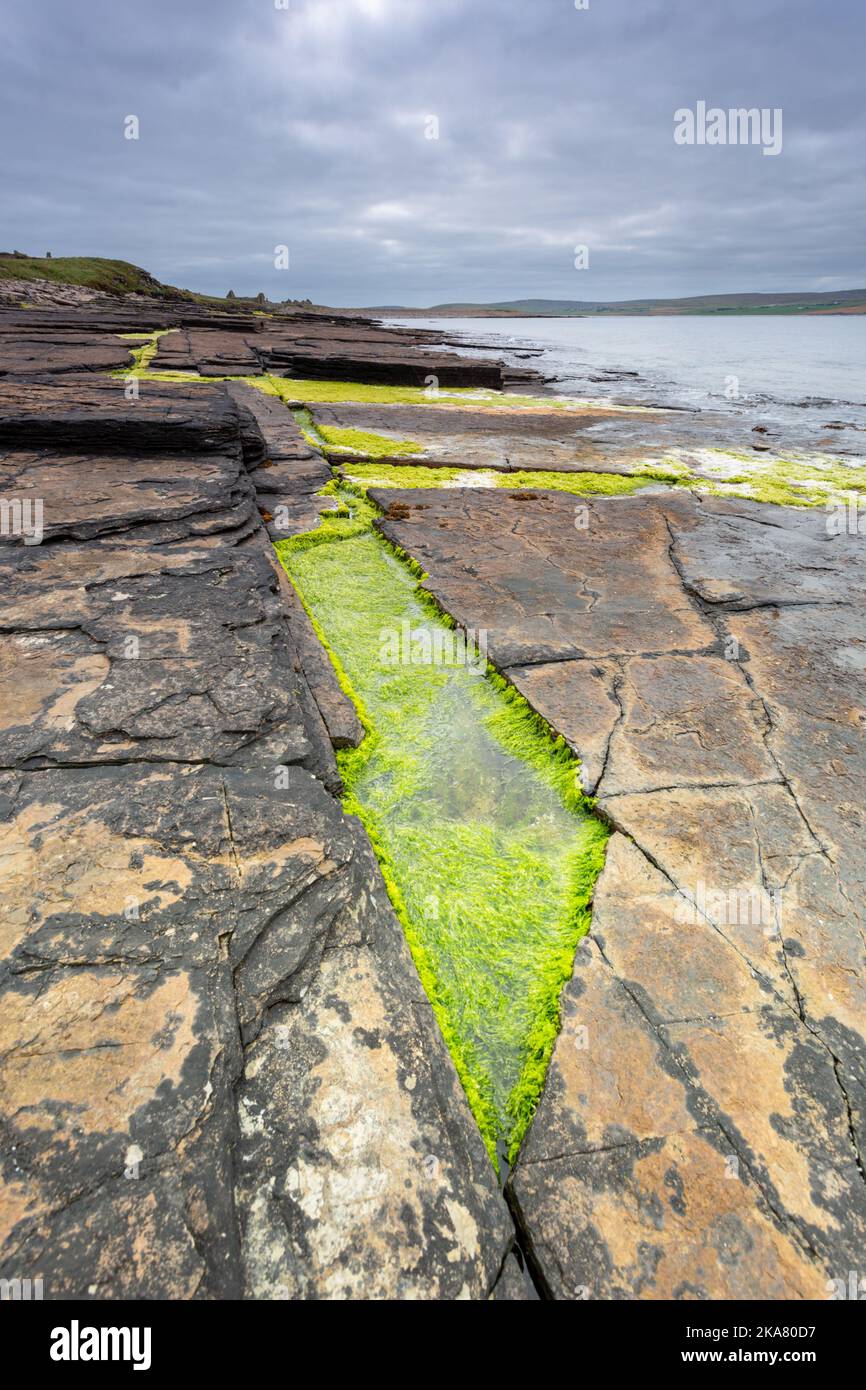 Geologische Gesteinsformationen und Algen, Rousay, Orkney, UK 2022 Stockfoto