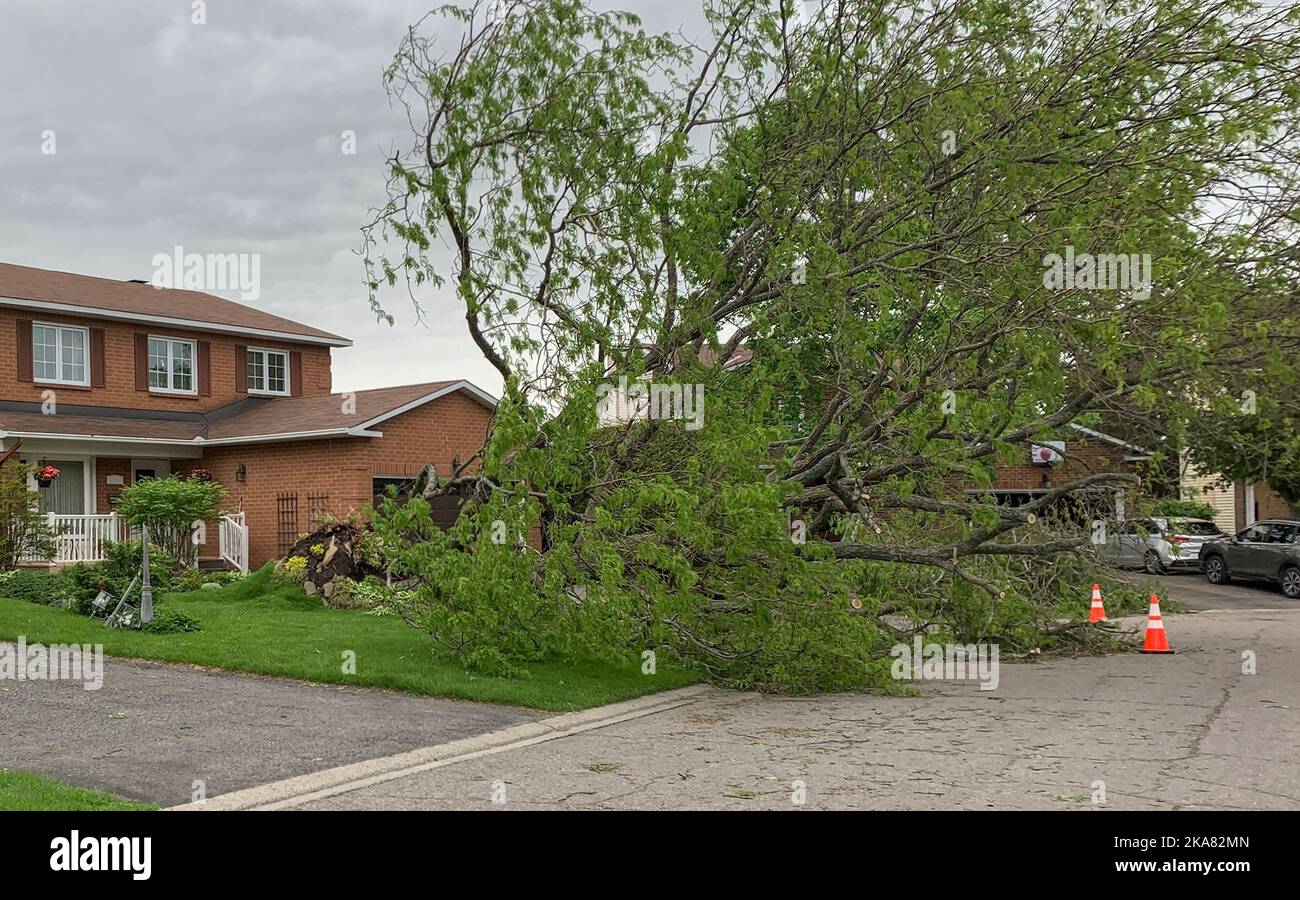 Ergebnisse eines Derechosturms in Kanata, Ontario, Kanada 21. Mai 2022 mit großen, niedergewachsenen Bäumen überall. Stockfoto