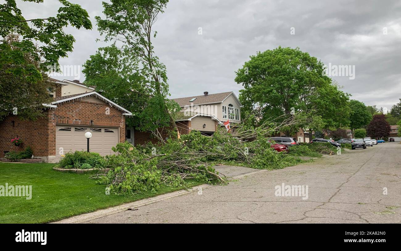 Ergebnisse eines Derechosturms in Kanata, Ontario, Kanada 21. Mai 2022 mit großen, niedergewachsenen Bäumen überall. Stockfoto