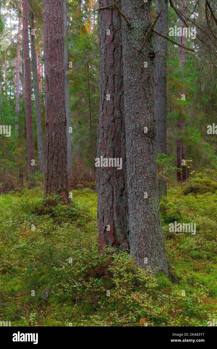 Moosiger Boden und Pinienwald. Estland. Stockfoto