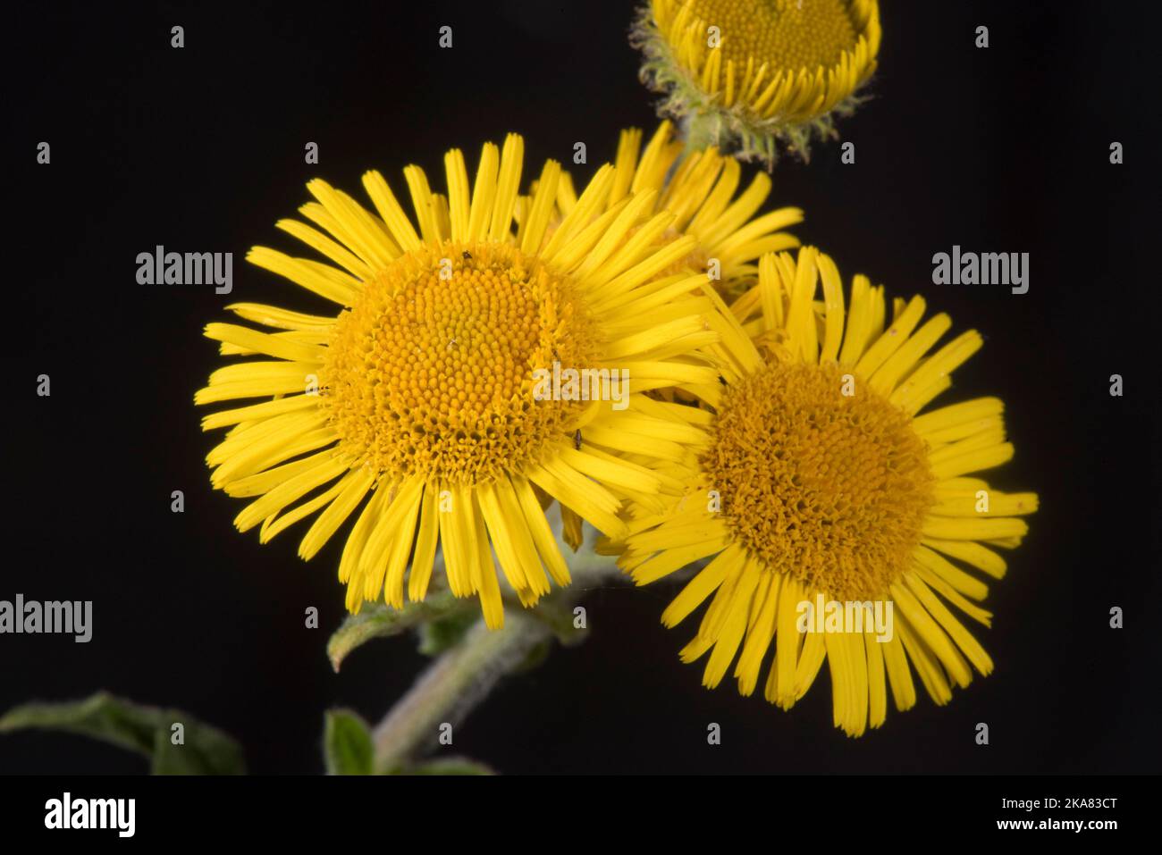 Gelbe, gewöhnliche Flohflohne oder Weidefalschflaban (Pulicaria dysenterica)-Blütenstände mit pistillaten Strahlröschen und sich öffnenden Bandscheibenblüten, Bekshi Stockfoto