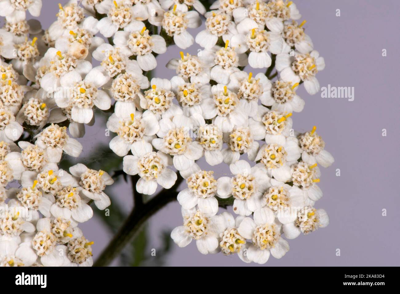 Schafgarbe (Achillea millefolium)-Blütenstand in Nahaufnahme, um eine zusammengesetzte Anordnung von Strahl- und Scheibenblüten in einem Flach-gekrönten Capitulum, in der Stadt, Zu Zeigen Stockfoto