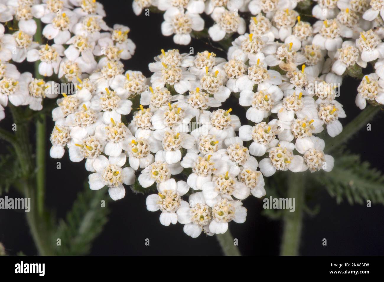 Schafgarbe (Achillea millefolium)-Blütenstand in Nahaufnahme, um eine zusammengesetzte Anordnung von Strahl- und Scheibenblüten in einem Flach-gekrönten Capitulum, in der Stadt, Zu Zeigen Stockfoto