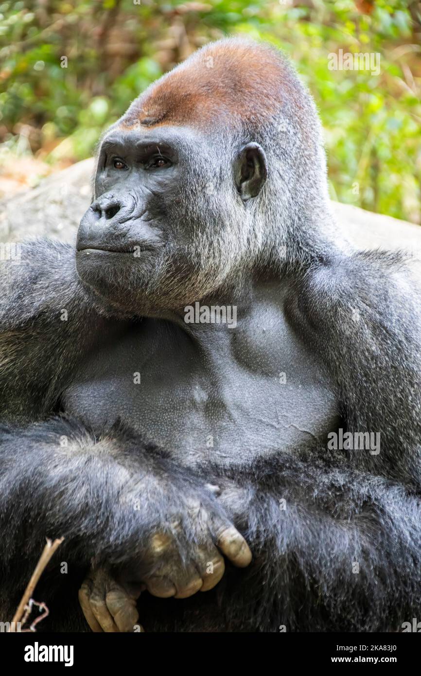 Der westliche Flachlandgorilla vom ZOO ATLANTA. Es ist eine von zwei Unterarten des westlichen Gorilla, die in Bergan-, Primär- und Sekundärwäldern lebt Stockfoto