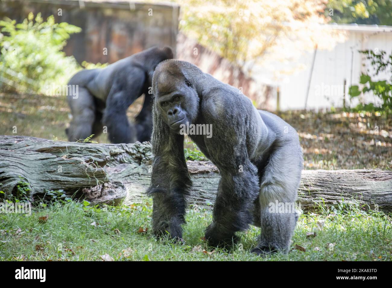 Der westliche Flachlandgorilla vom ZOO ATLANTA. Es ist eine von zwei Unterarten des westlichen Gorilla, die in Bergan-, Primär- und Sekundärwäldern lebt Stockfoto