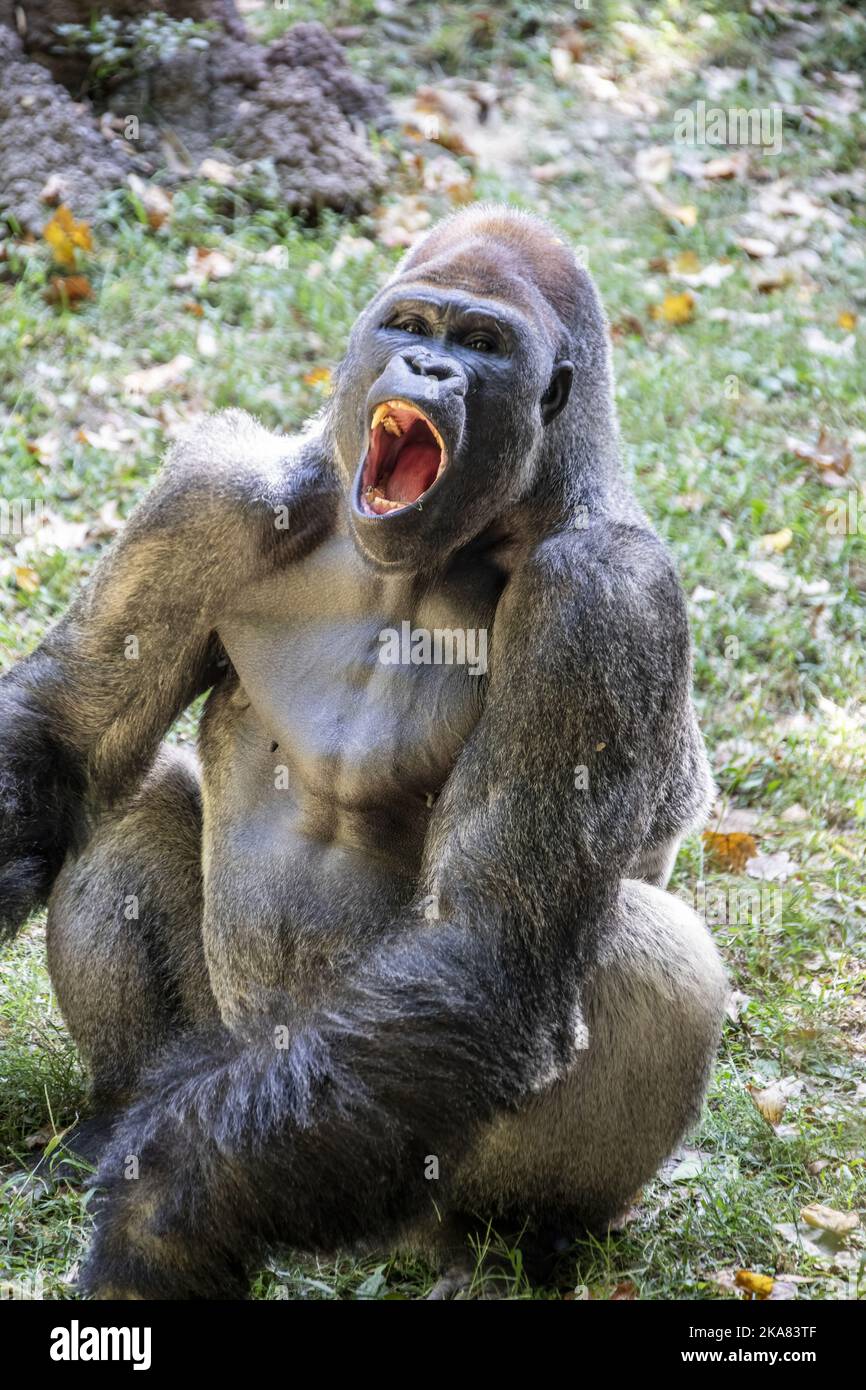 Der westliche Flachlandgorilla vom ZOO ATLANTA. Es ist eine von zwei Unterarten des westlichen Gorilla, die in Bergan-, Primär- und Sekundärwäldern lebt Stockfoto