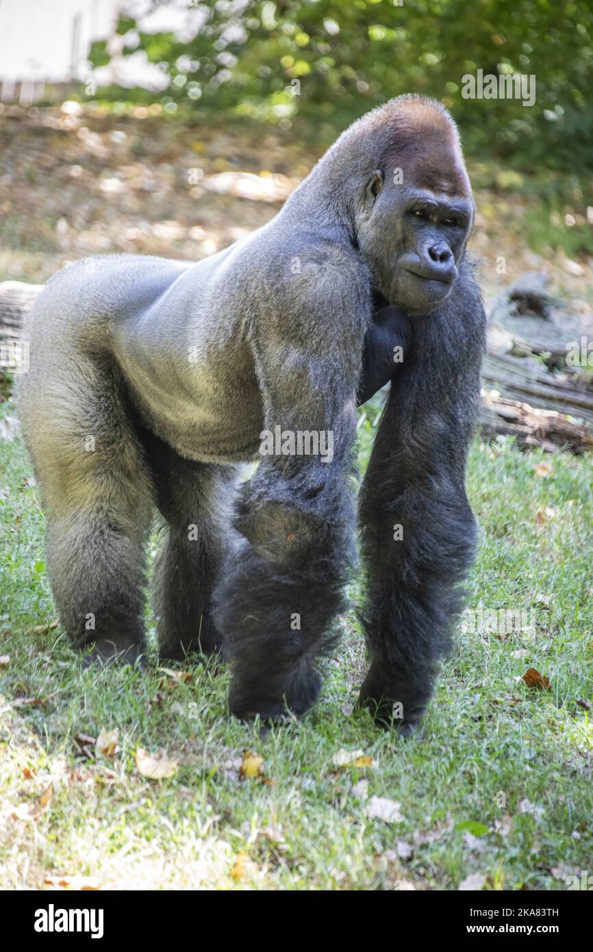 Der westliche Flachlandgorilla vom ZOO ATLANTA. Es ist eine von zwei Unterarten des westlichen Gorilla, die in Bergan-, Primär- und Sekundärwäldern lebt Stockfoto