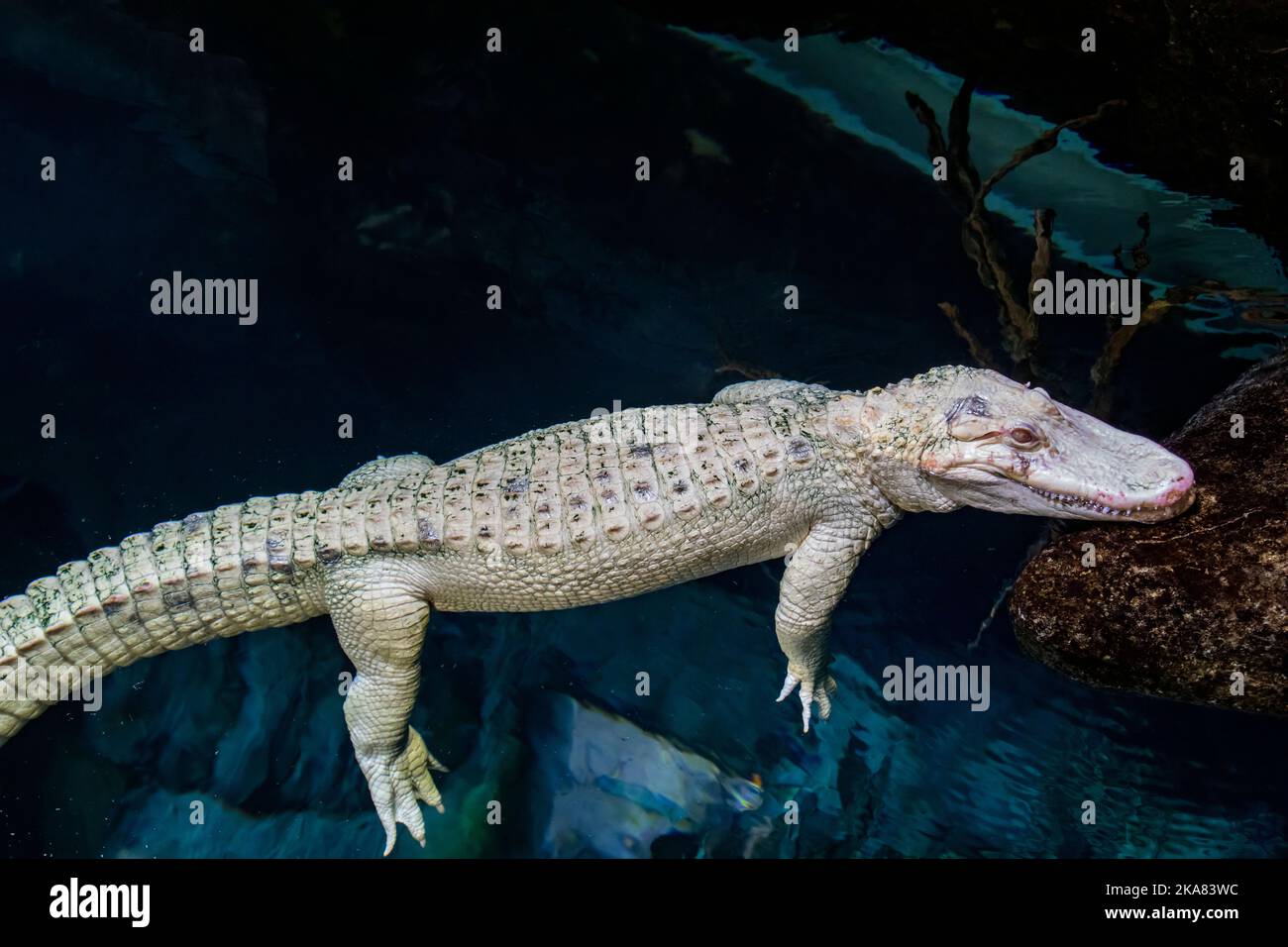 Die Nahaufnahme des Albino-amerikanischen Alligators (Alligator mississippiensis) ist ein großes Krokodilreptil aus dem Südosten der Vereinigten Staaten, Stockfoto